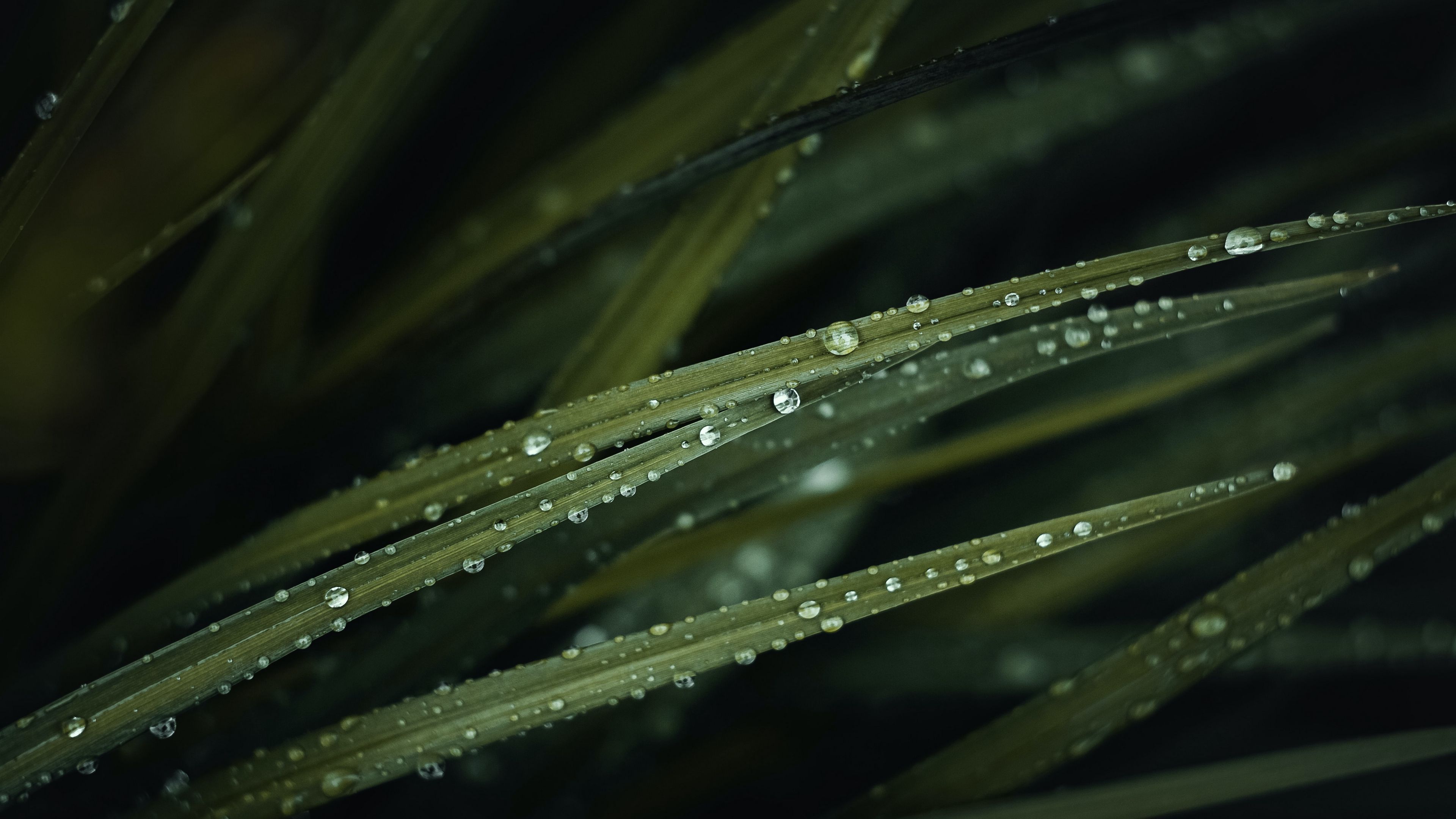grass, drops, water, macro, green, 4k, HD Wallpaper