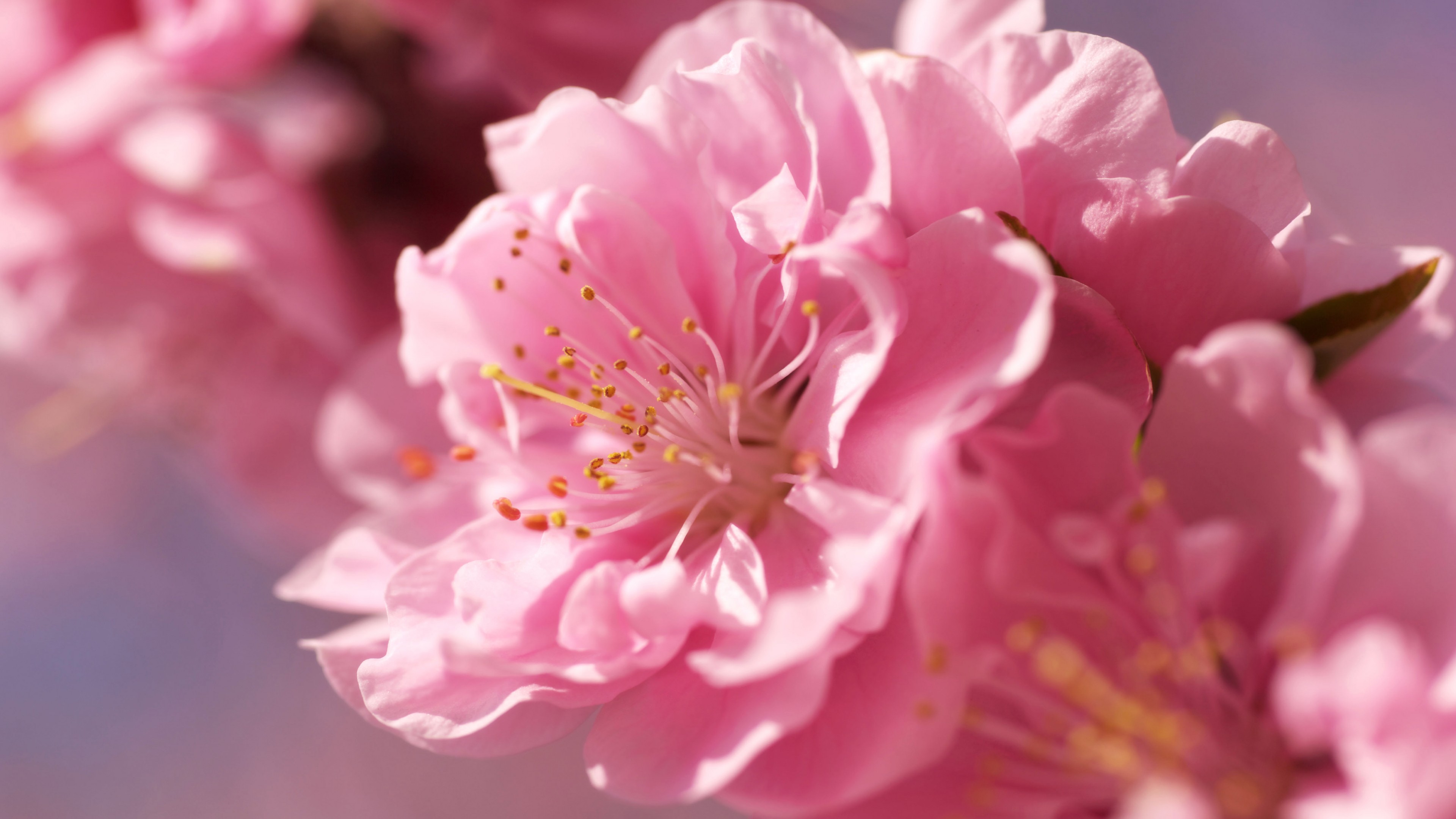 sakura, 4k, pink, spring, flower, HD Wallpaper