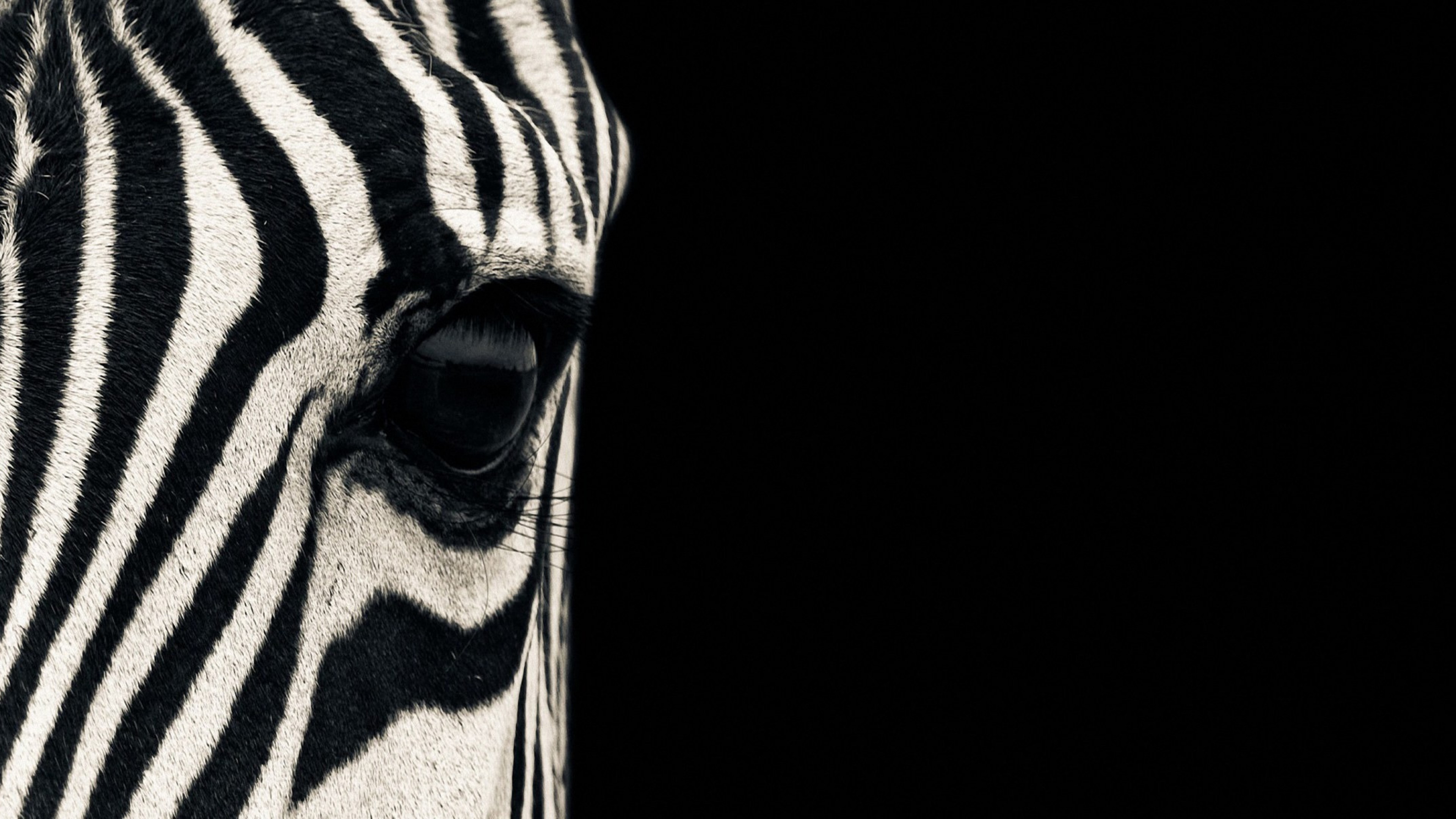 Zebra, eye, Black & White, couple, cute animals, HD Wallpaper