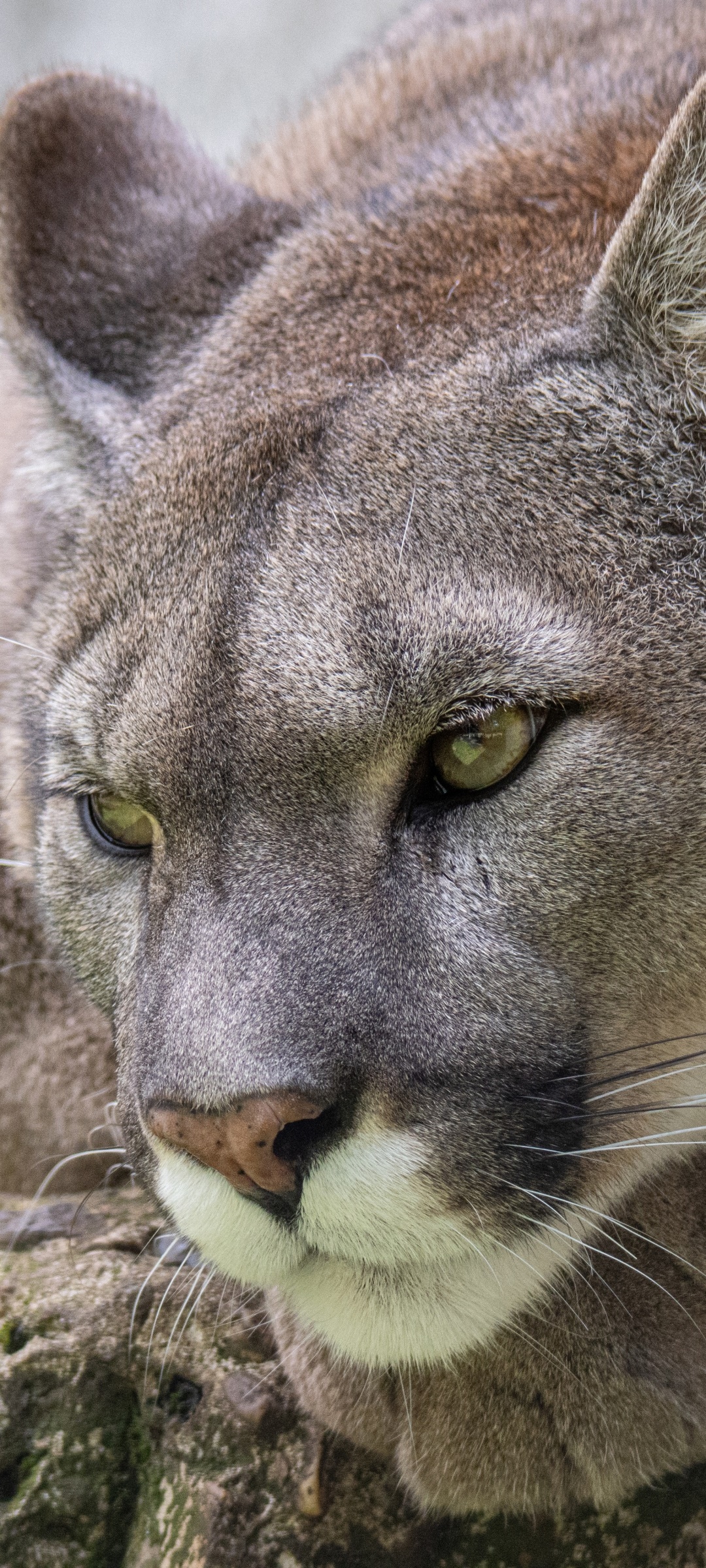 Animal Cougar, 1080x2400, Phone HD Wallpaper