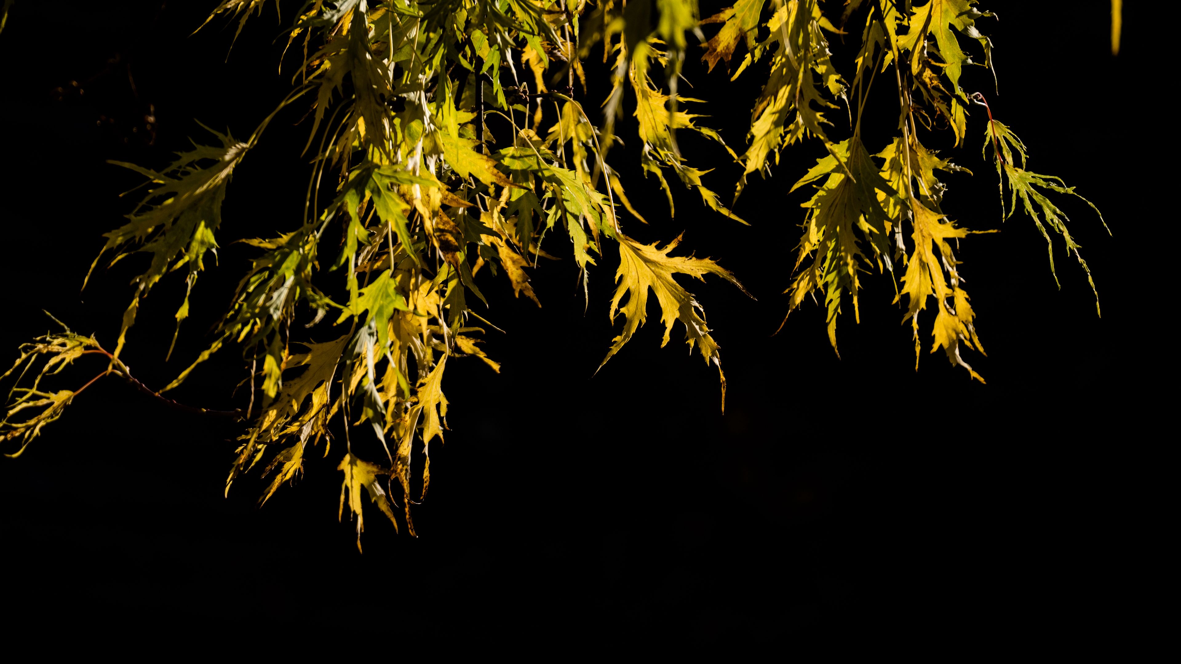 branches, leaves, black background, 4k, HD Wallpaper