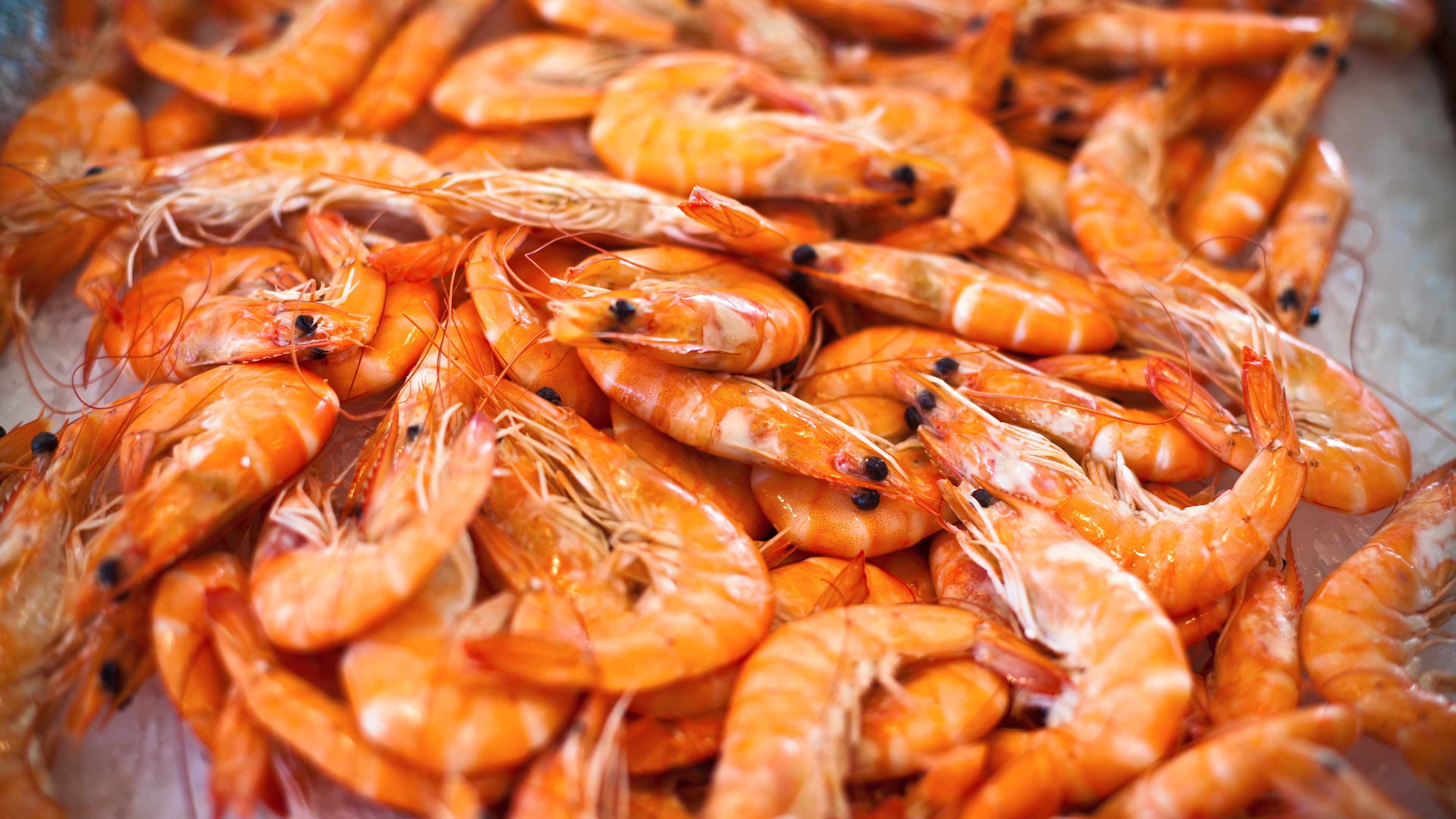 shrimp, HD Wallpaper