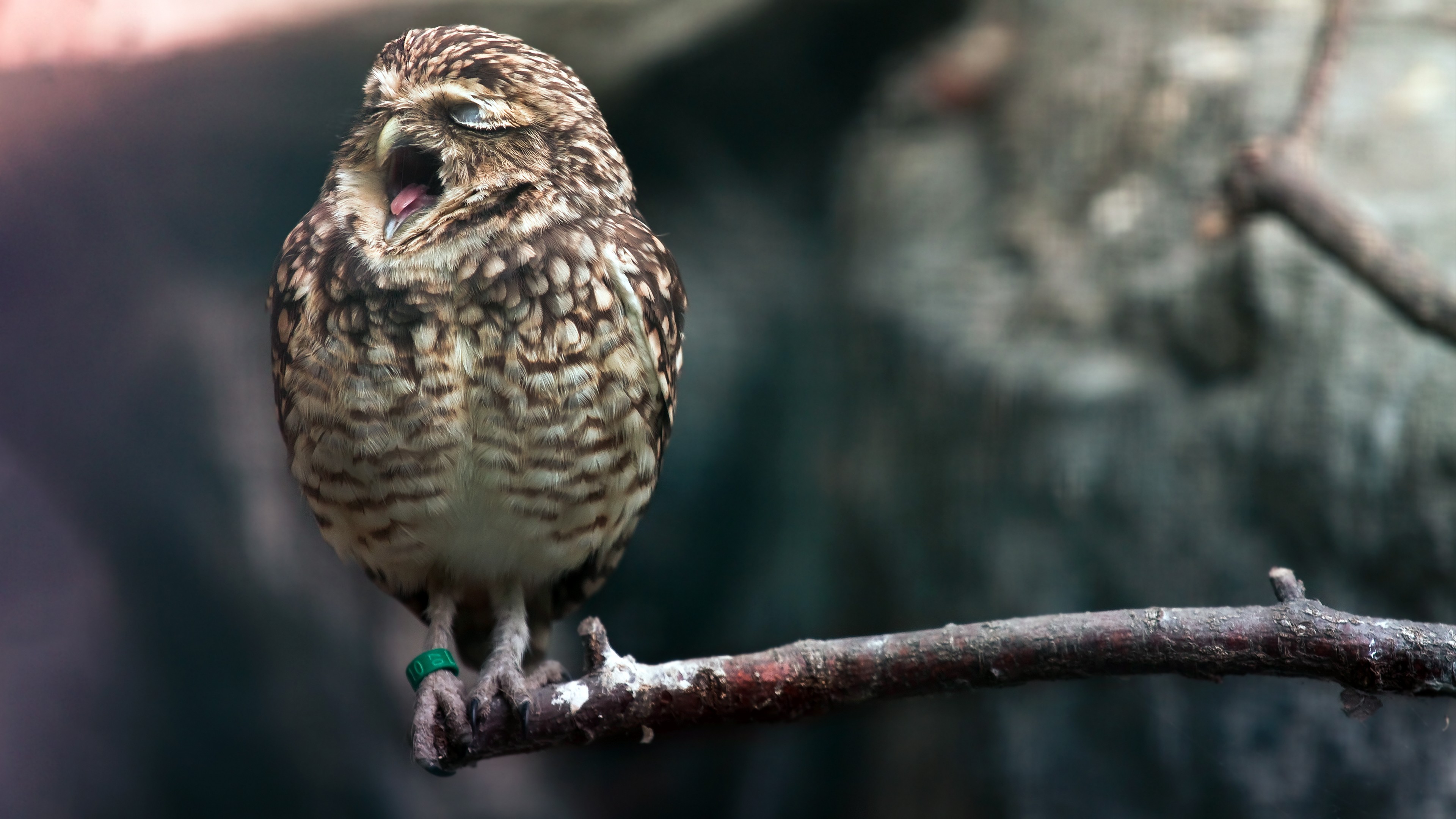 Owl, cute animals, HD Wallpaper