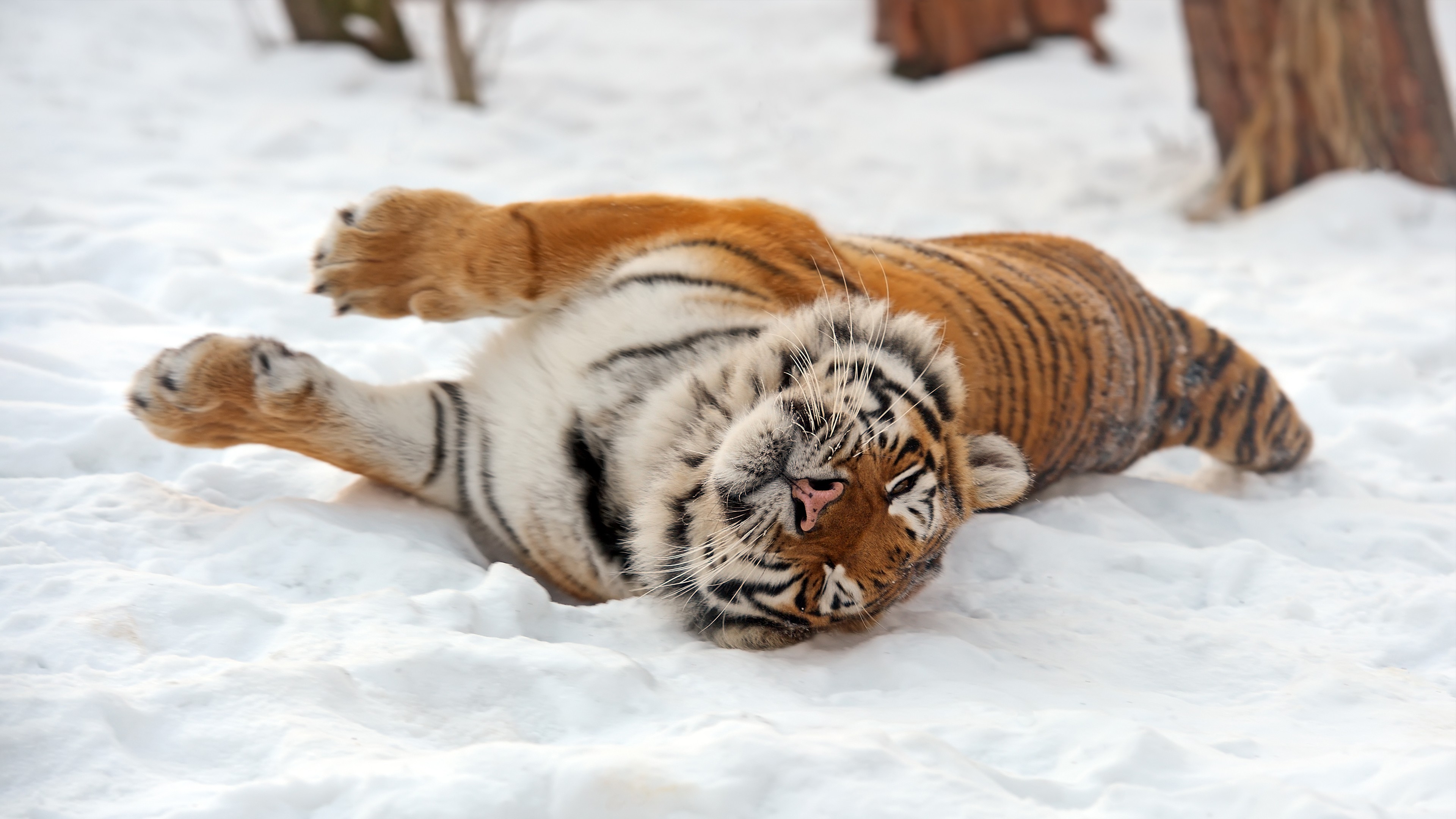Tiger, wild, animal, HD Wallpaper