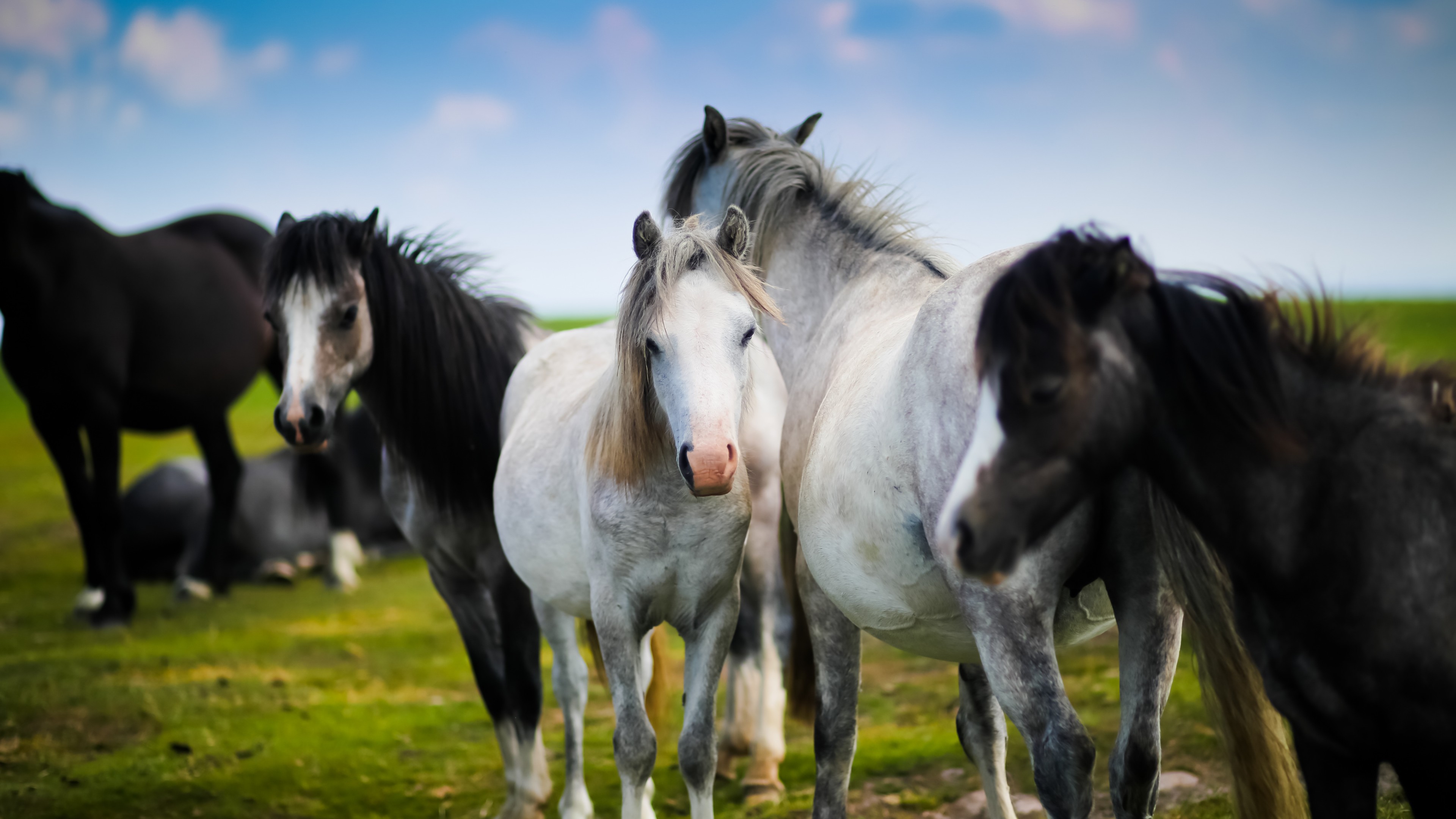 Horses, meadow, HD Wallpaper
