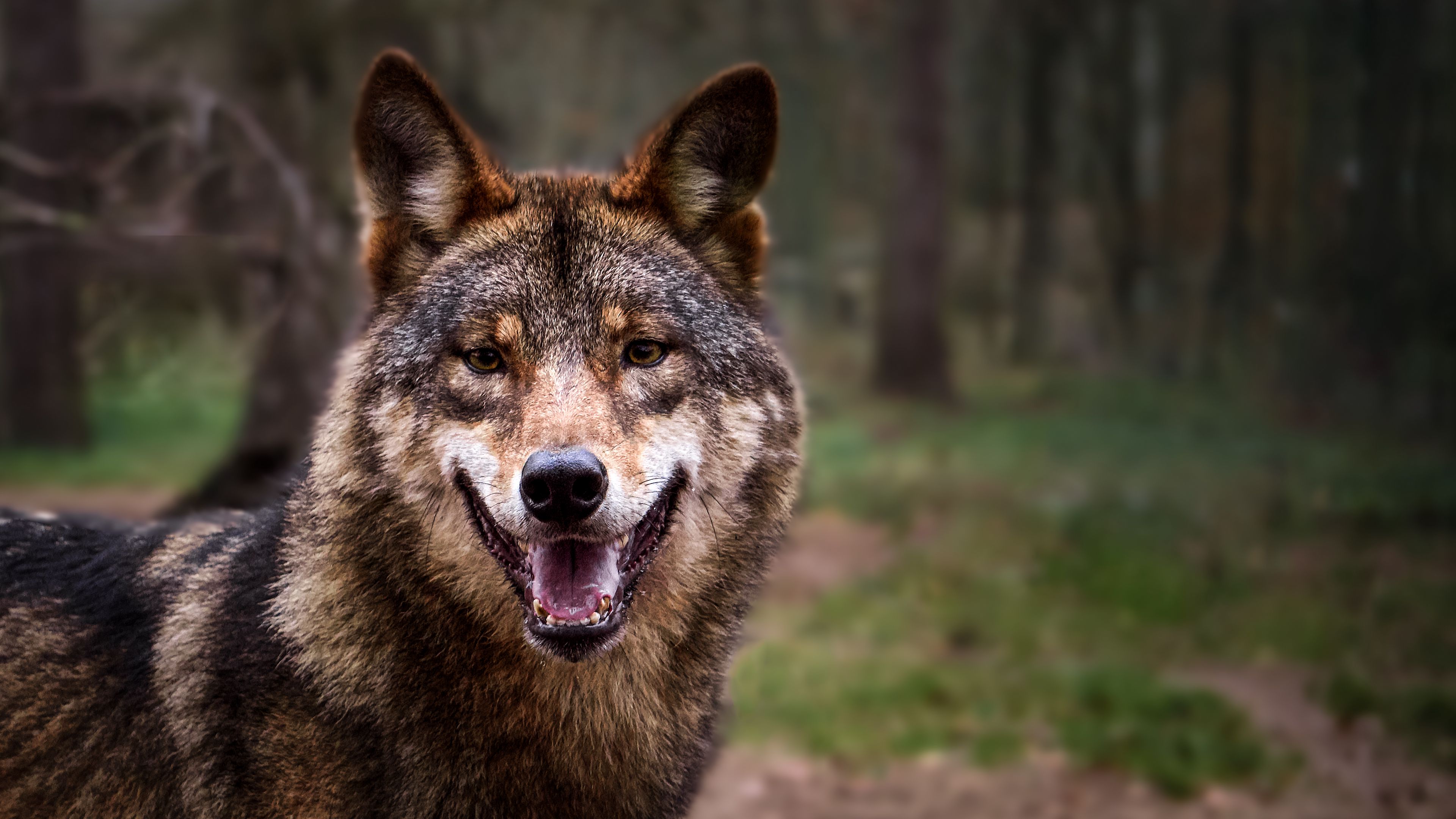 wolf, predator, gray, forest, 4k, HD Wallpaper