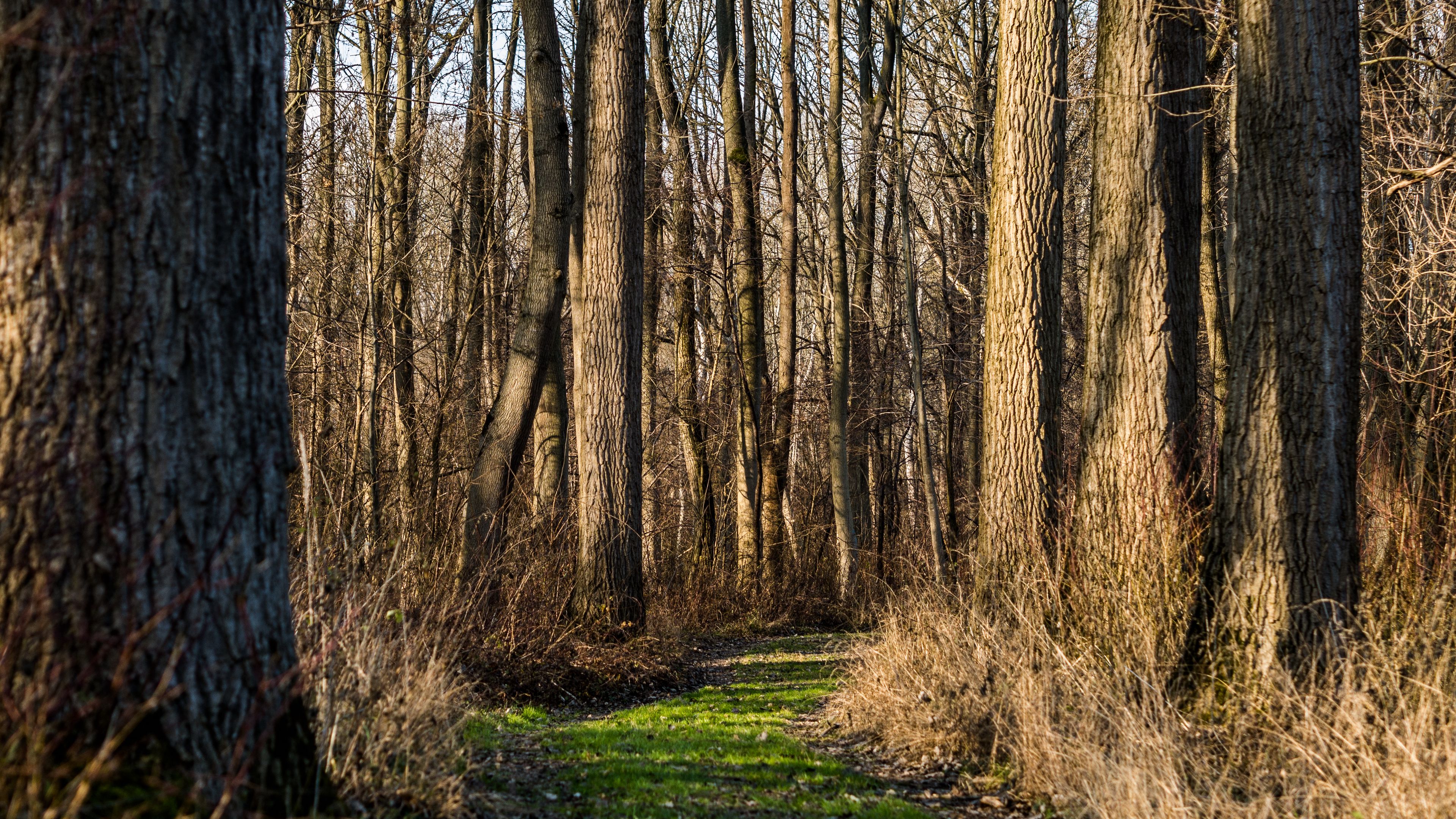 trail, forest, trees, rays, 4k, HD Wallpaper