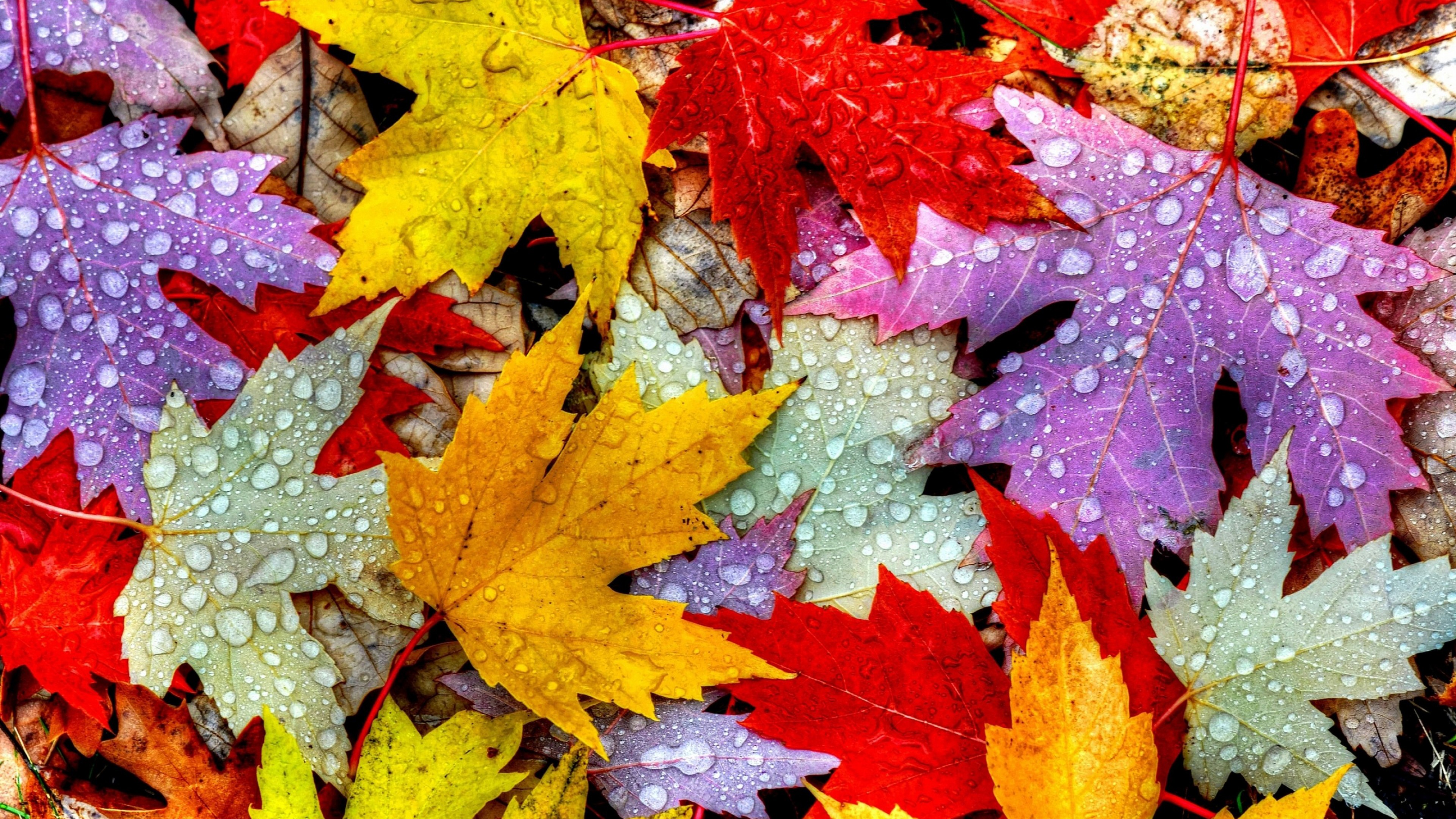 Leaves, 4K, drops, rain, autumn, HD Wallpaper