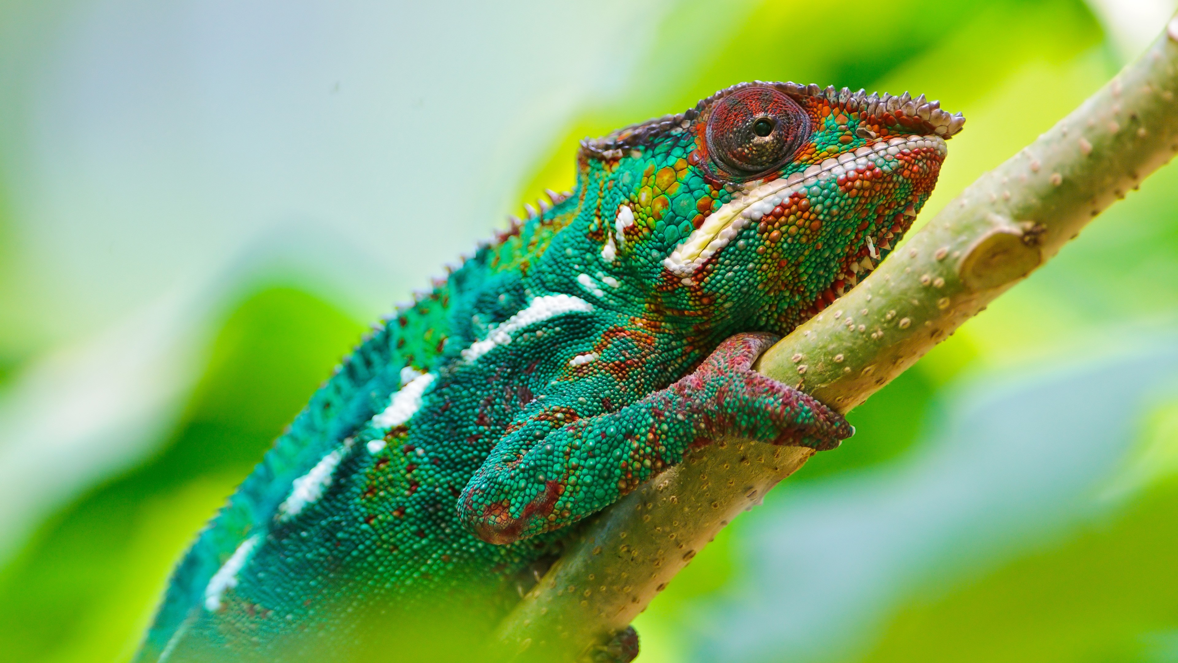 Chameleon, look, Colorful, HD Wallpaper