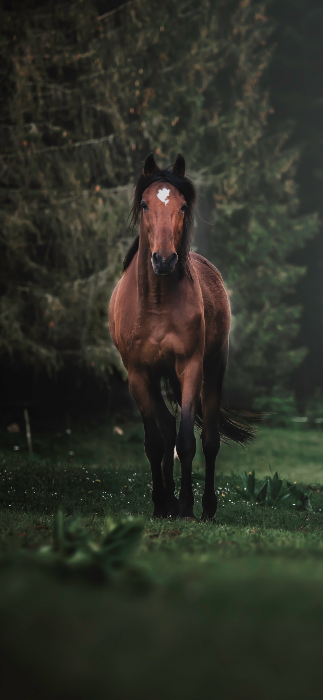 Animal Horse, 1080x2340, Phone HD Wallpaper