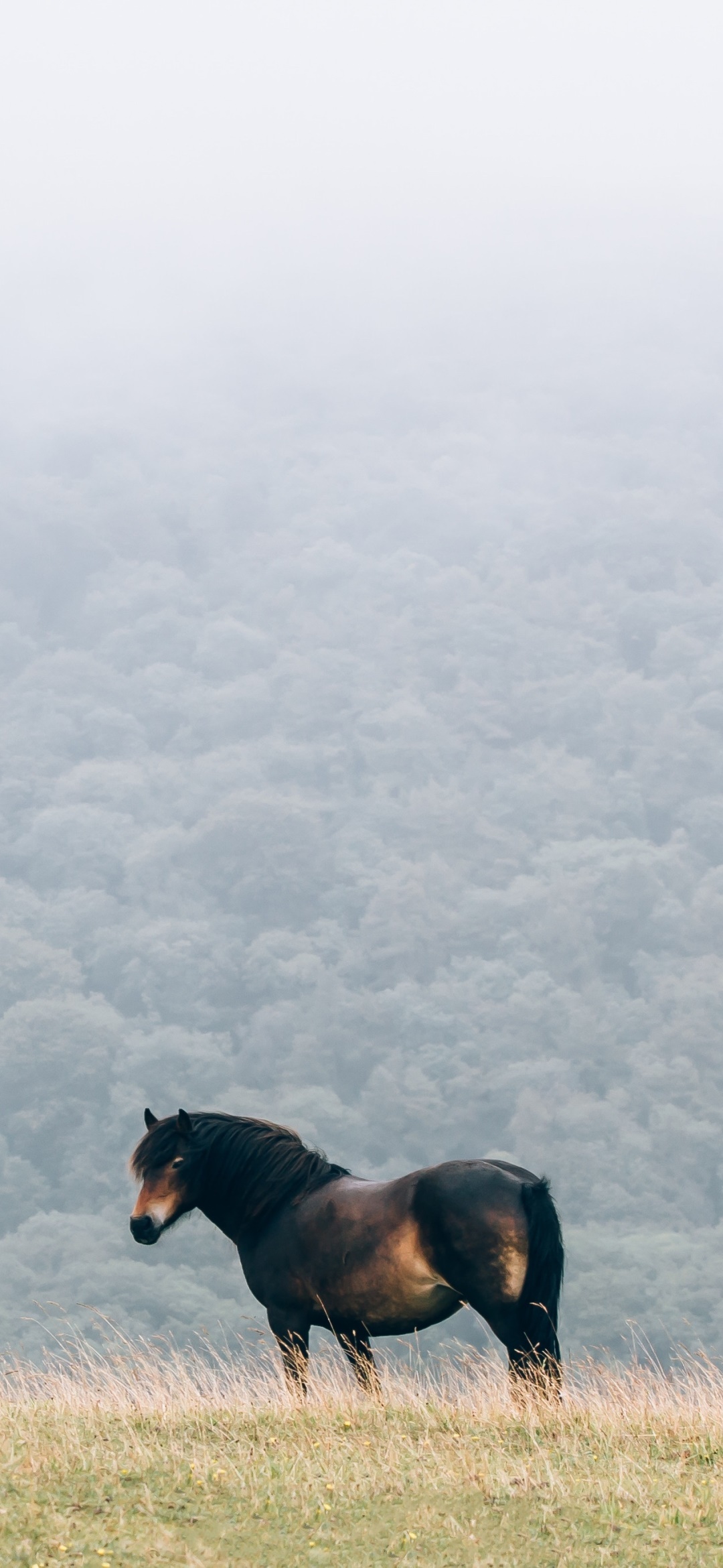 Animal Horse, 1080x2340, Phone HD Wallpaper