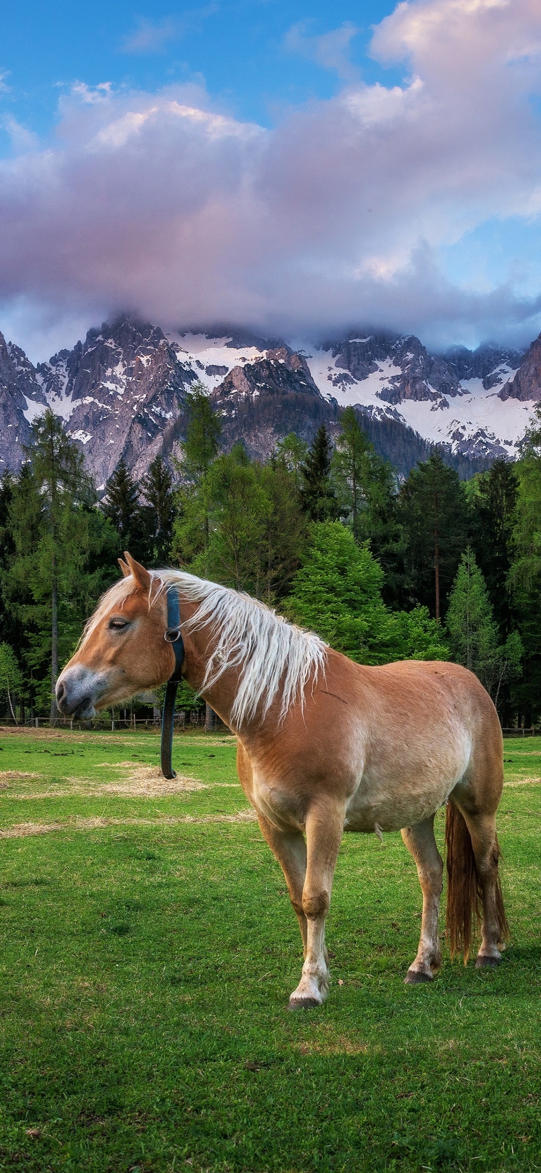 Animal Horse, 1080x2340, Phone HD Wallpaper