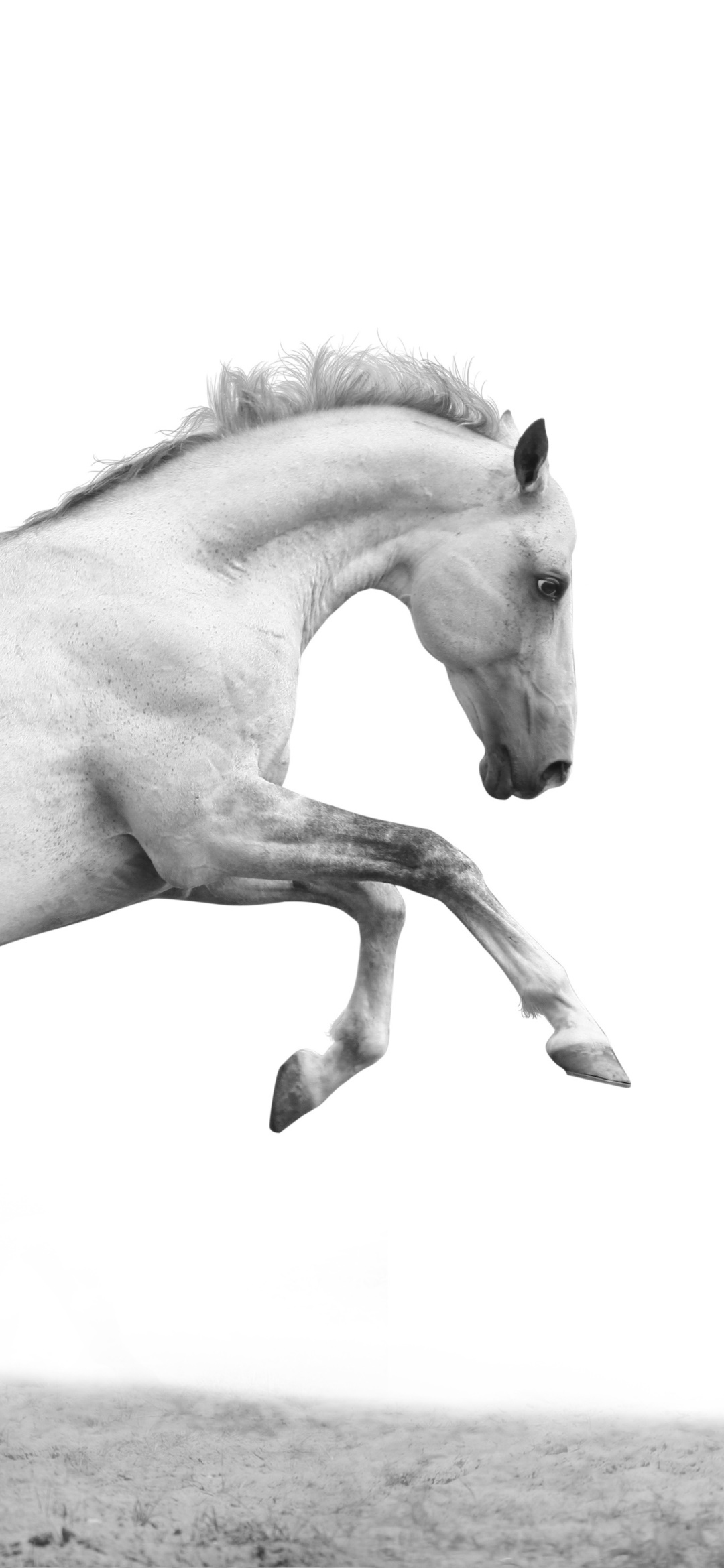 Animal Horse, 1080x2340, Phone HD Wallpaper