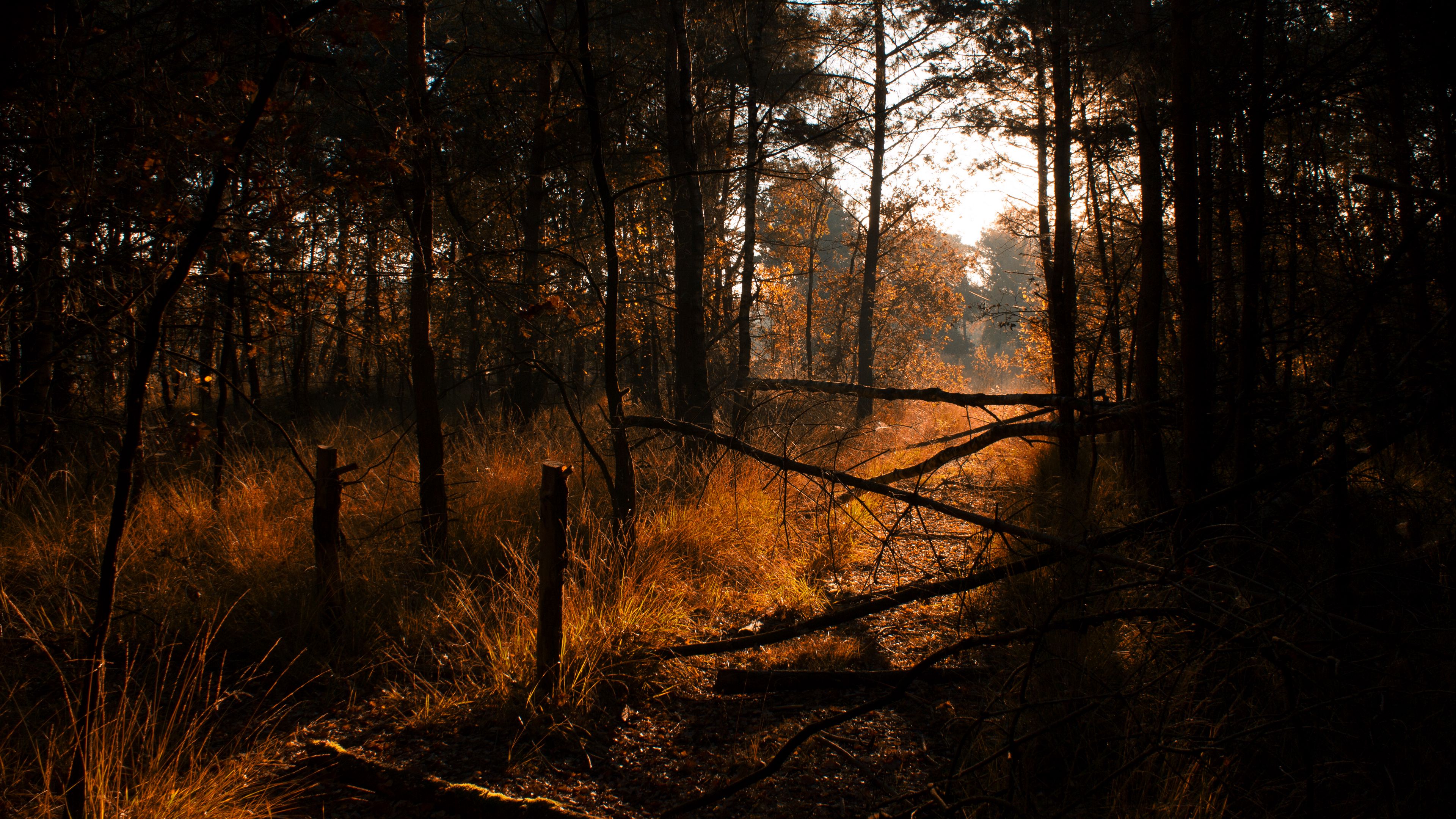 forest, grass, trees, driftwood, 4k, HD Wallpaper