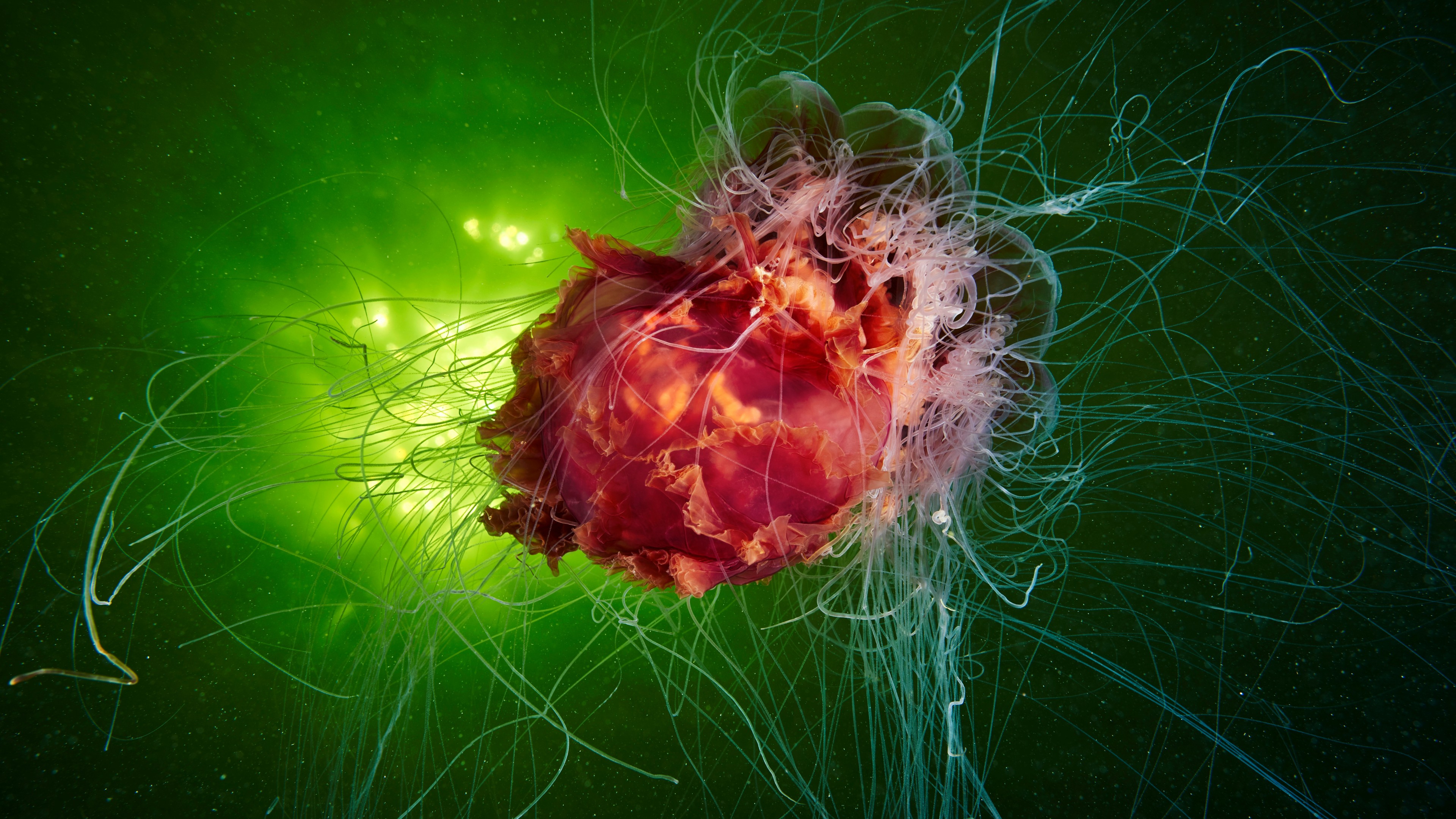 Jellyfish, diving, tourism, underwater, HD Wallpaper