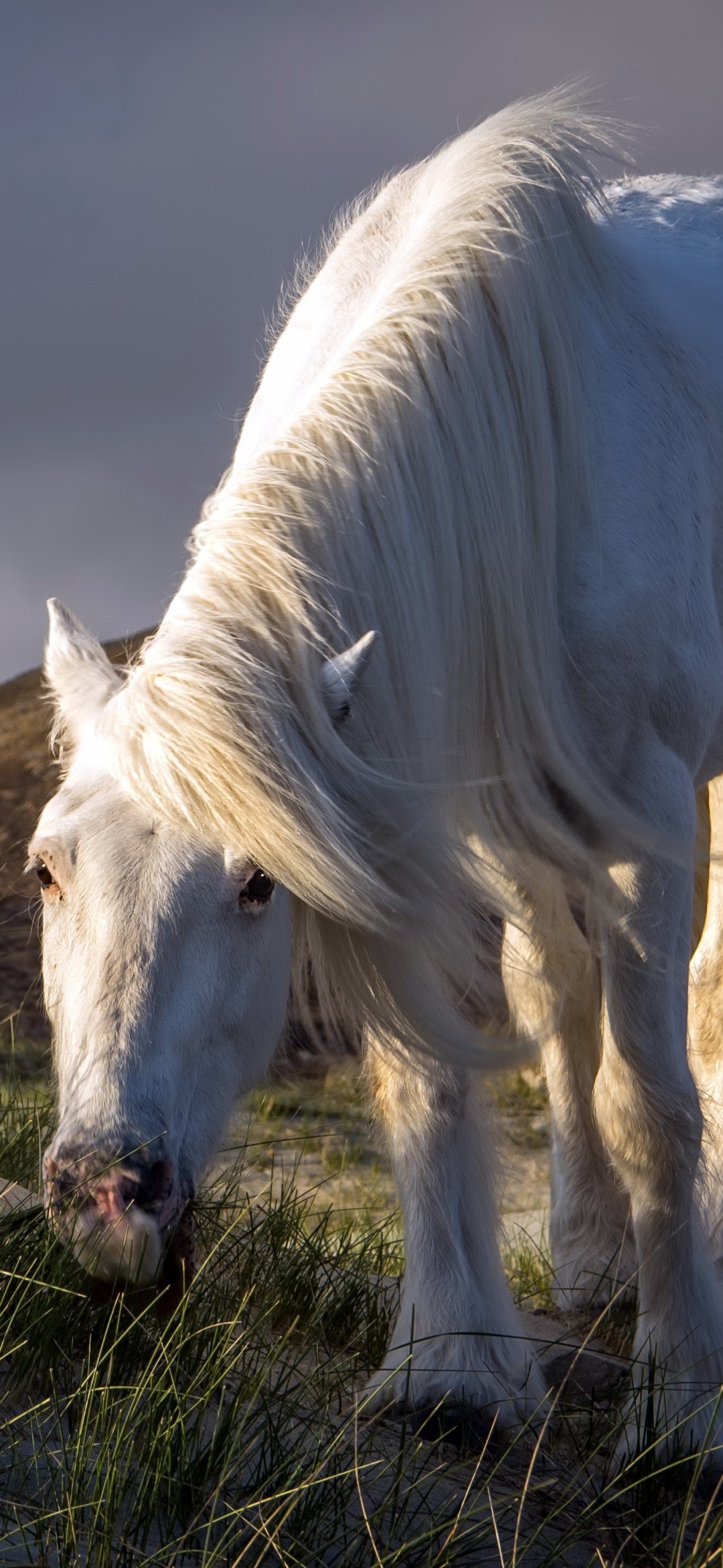 Animal Horse, 1080x2340, Phone HD Wallpaper