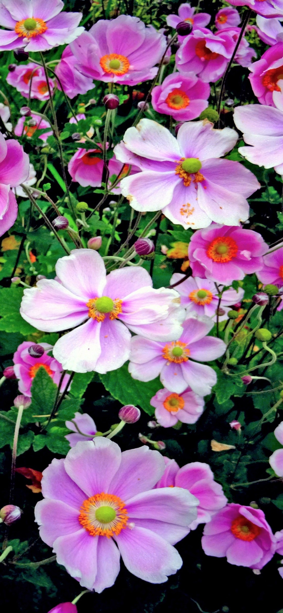 Earth Flower, Pink Flower, 1080x2340, Phone HD Wallpaper