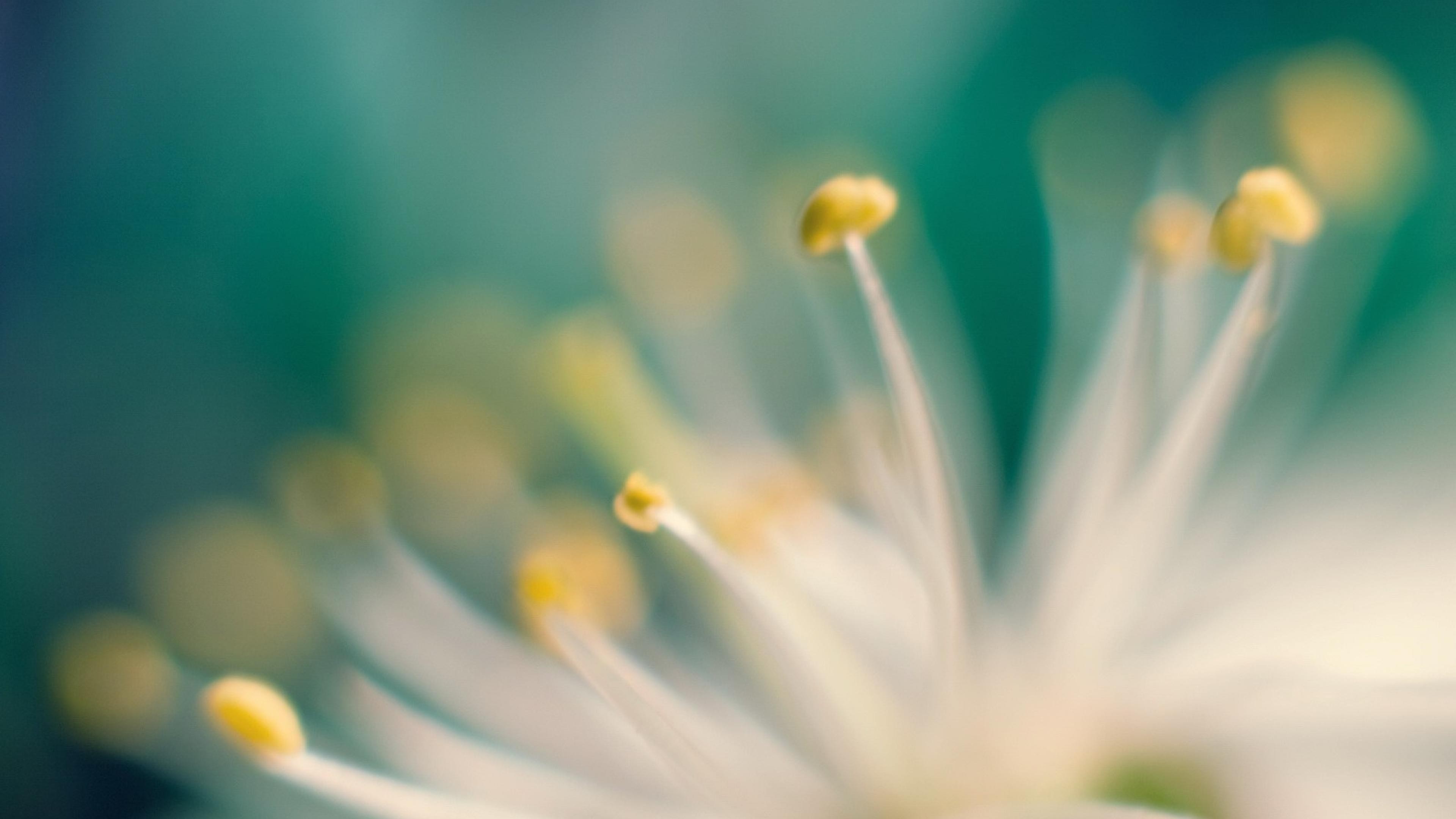 Flower, 4k, macro, HD Wallpaper