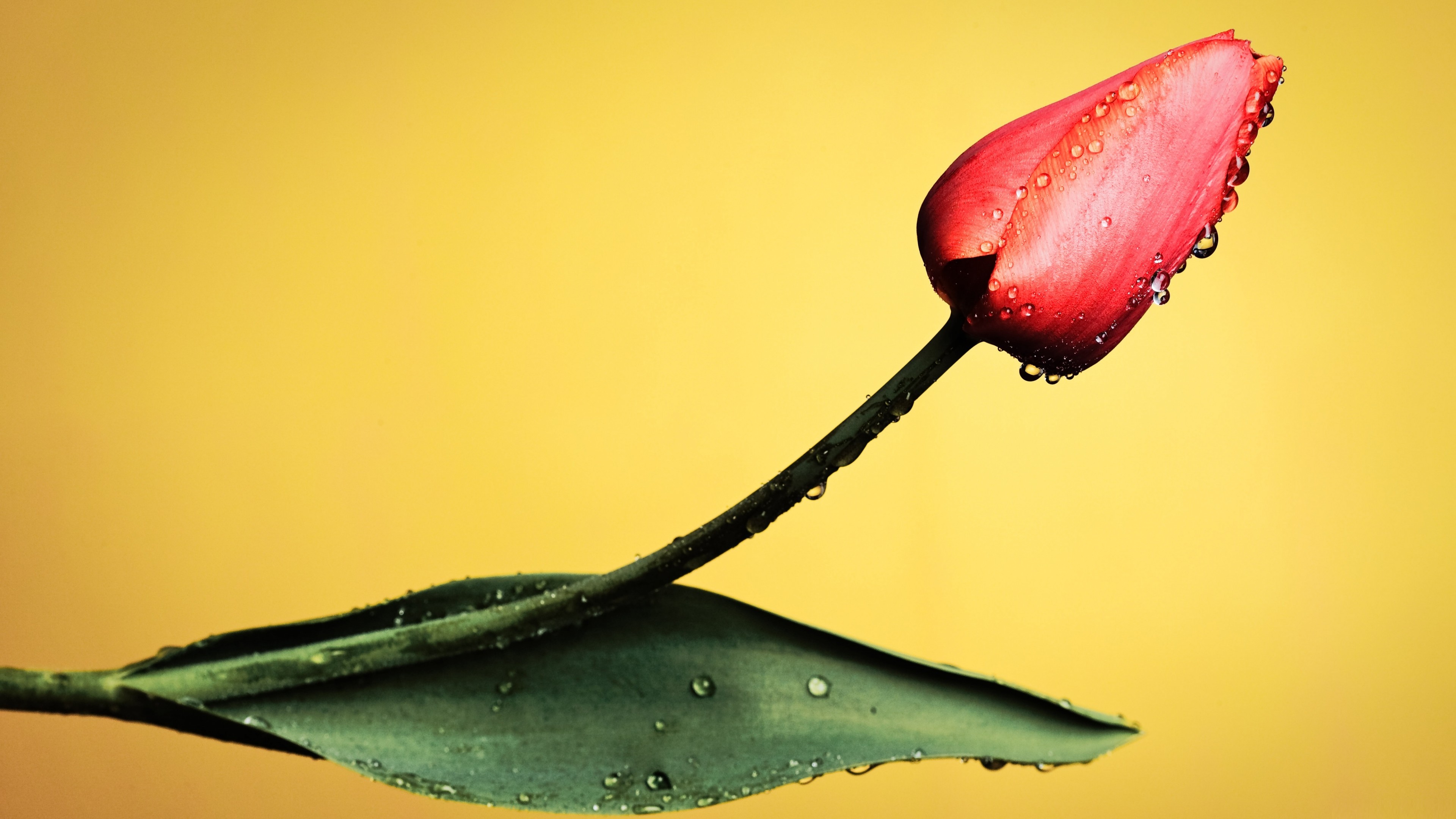 red tulip, 4K, yellow, macro, background, HD Wallpaper