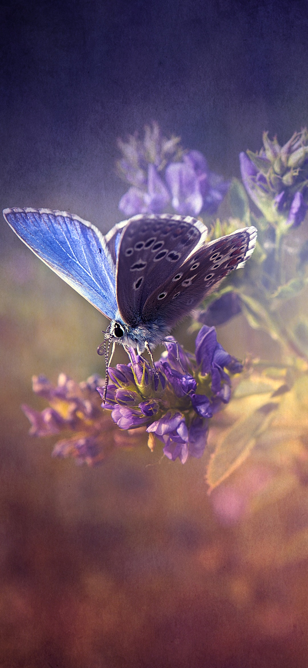 Animal Butterfly, 1080x2340, Phone HD Wallpaper