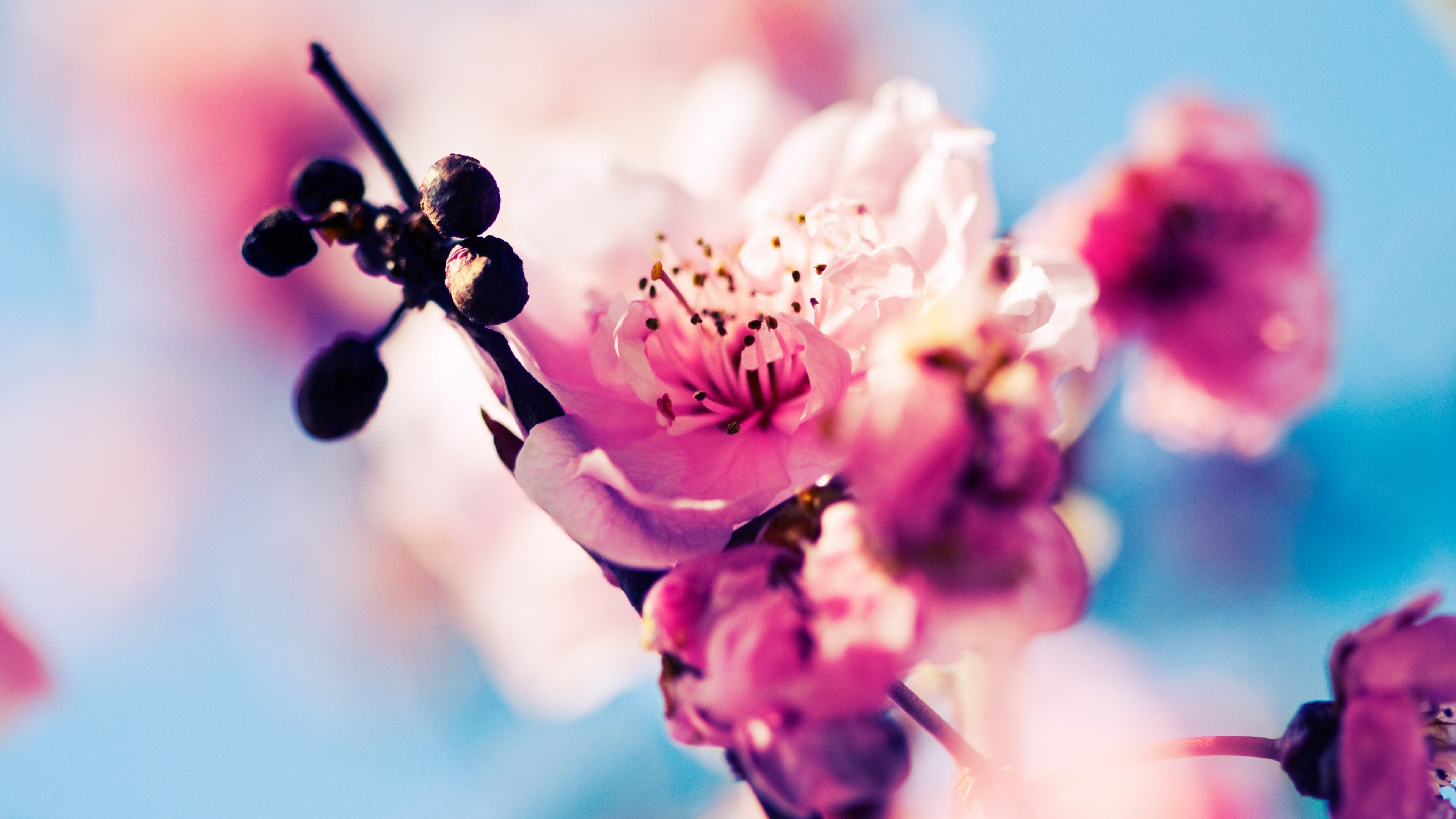Cherry, 4k, blossom, branch, spring, pink, HD Wallpaper