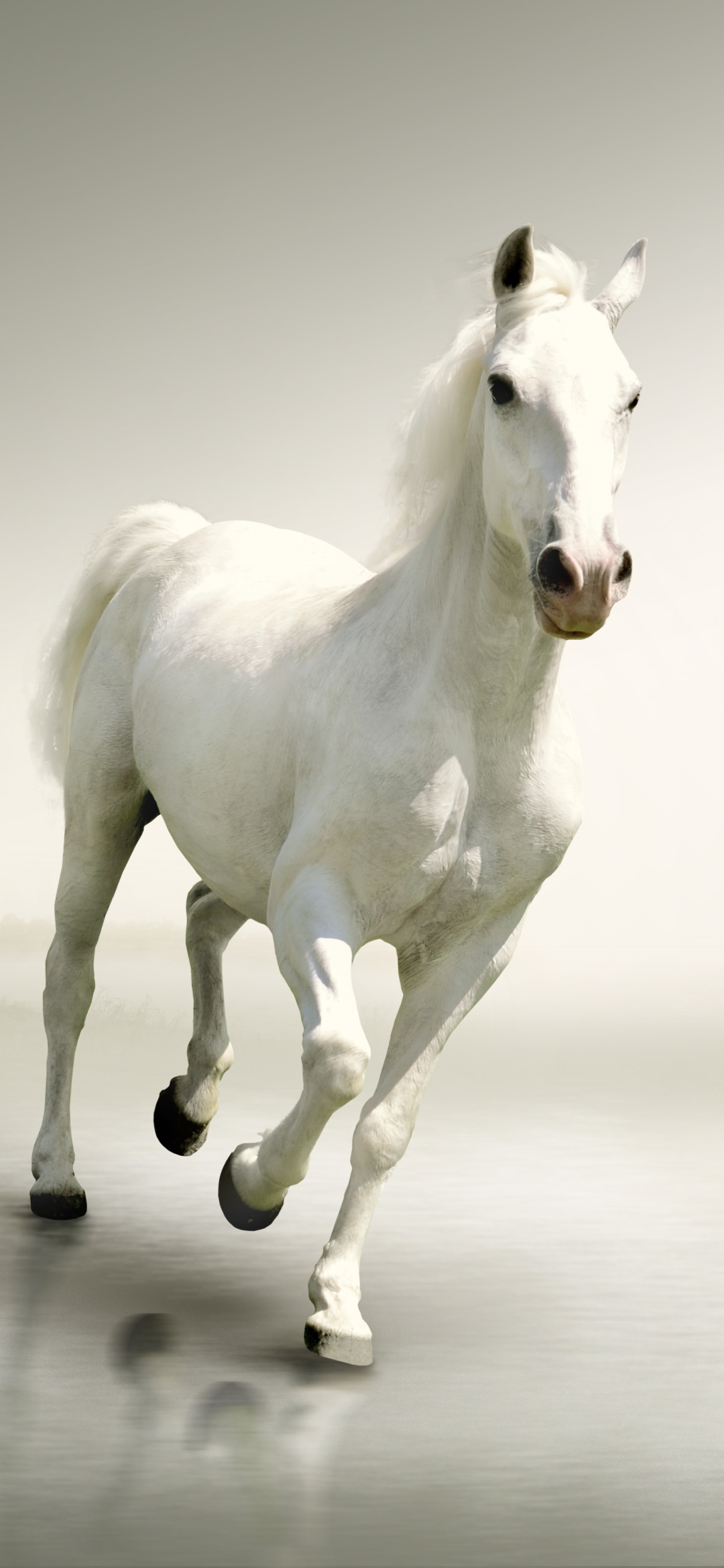 Animal Horse, 1080x2340, Phone HD Wallpaper