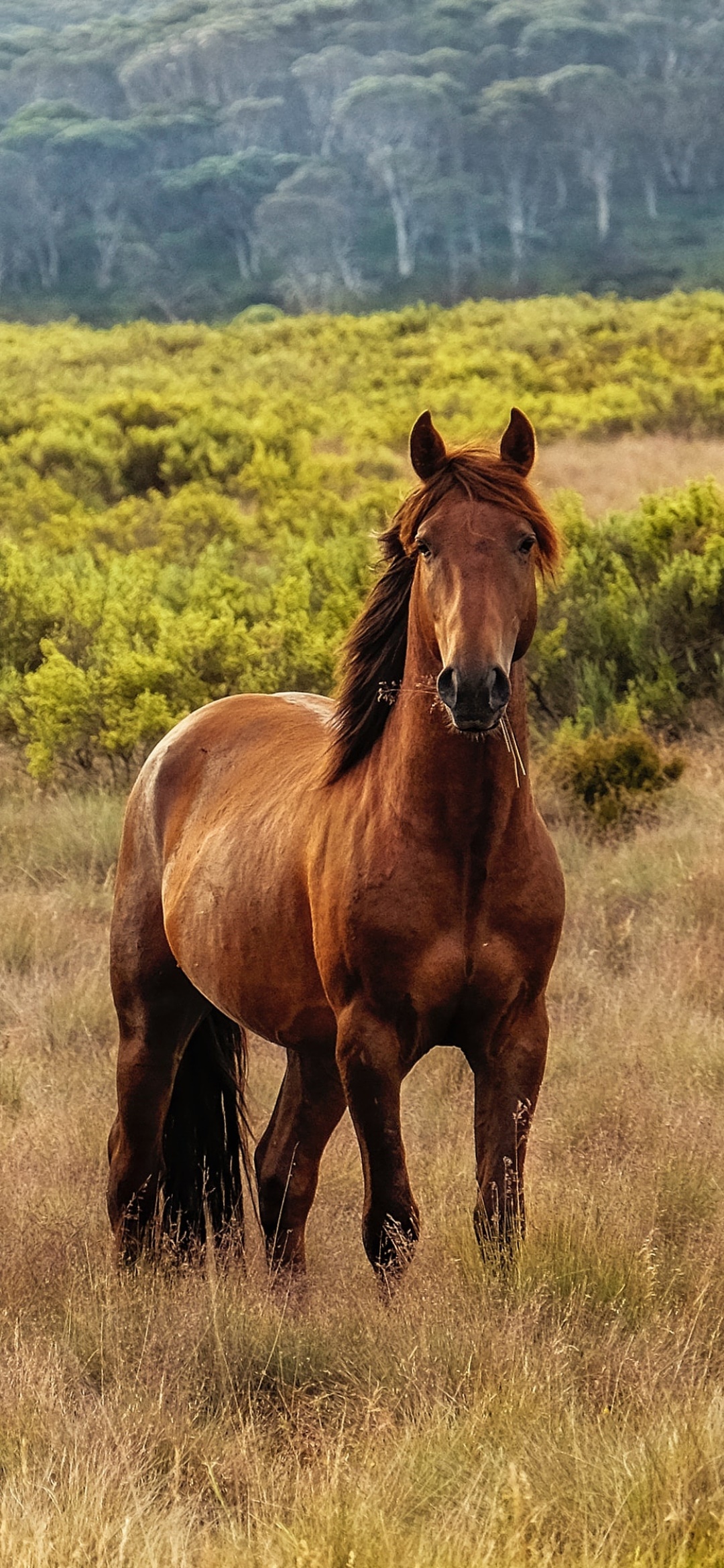 Animal Horse, 1080x2340, Phone HD Wallpaper