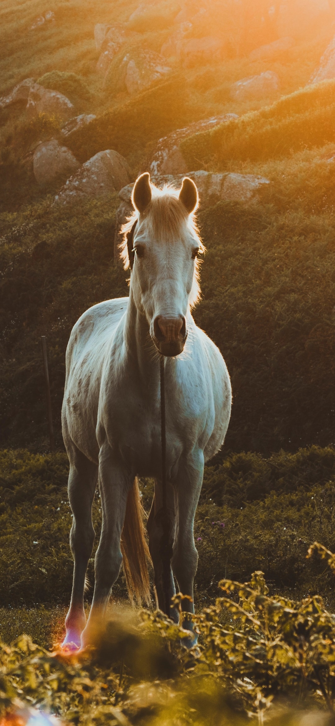 Animal Horse, 1080x2340, Phone HD Wallpaper