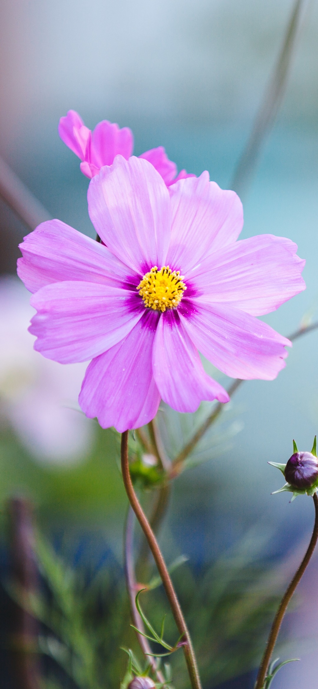 Earth Flower, Close-up, 1080x2340, Phone HD Wallpaper
