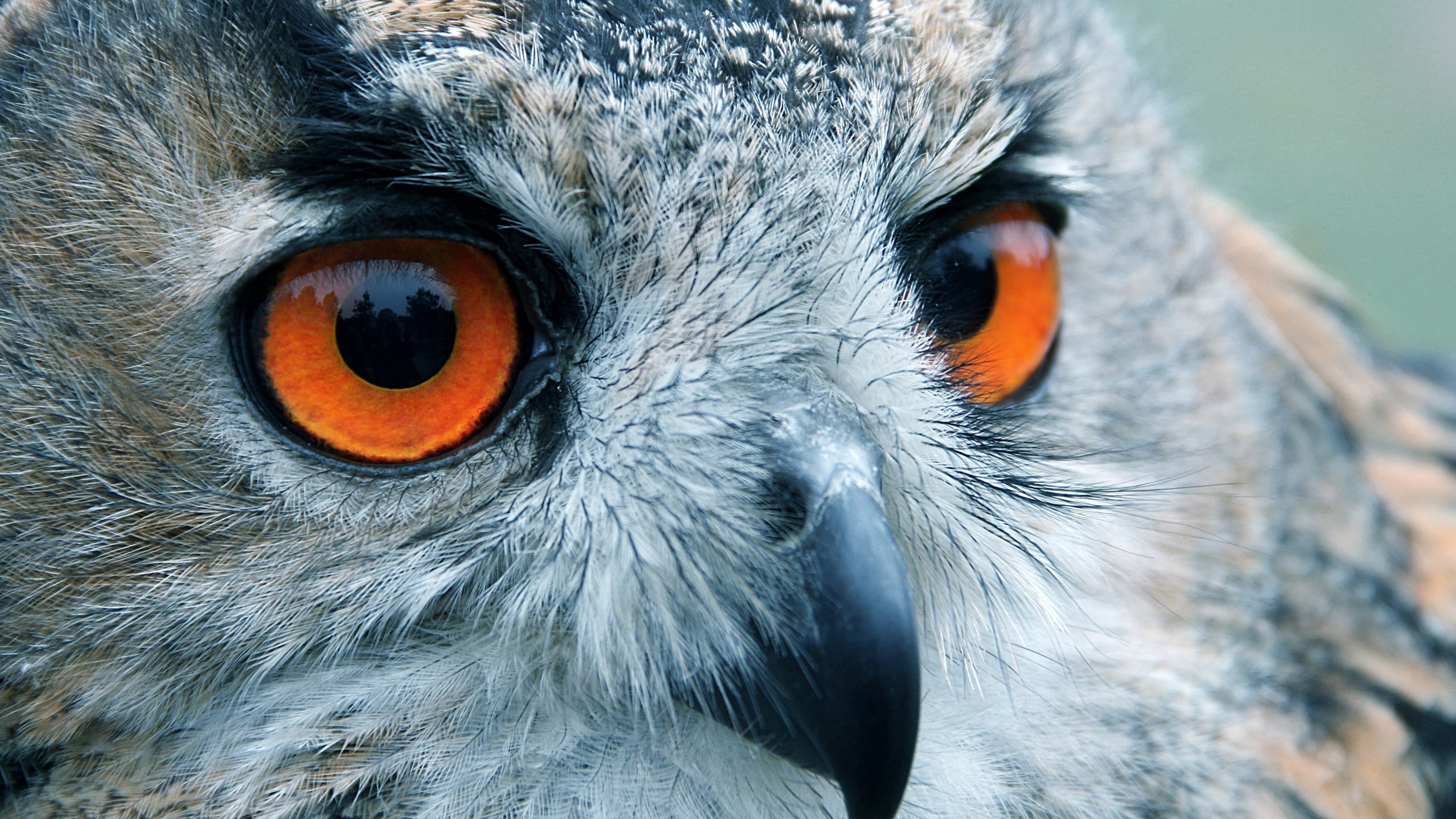 Owl, look, eyes, macro, HD Wallpaper