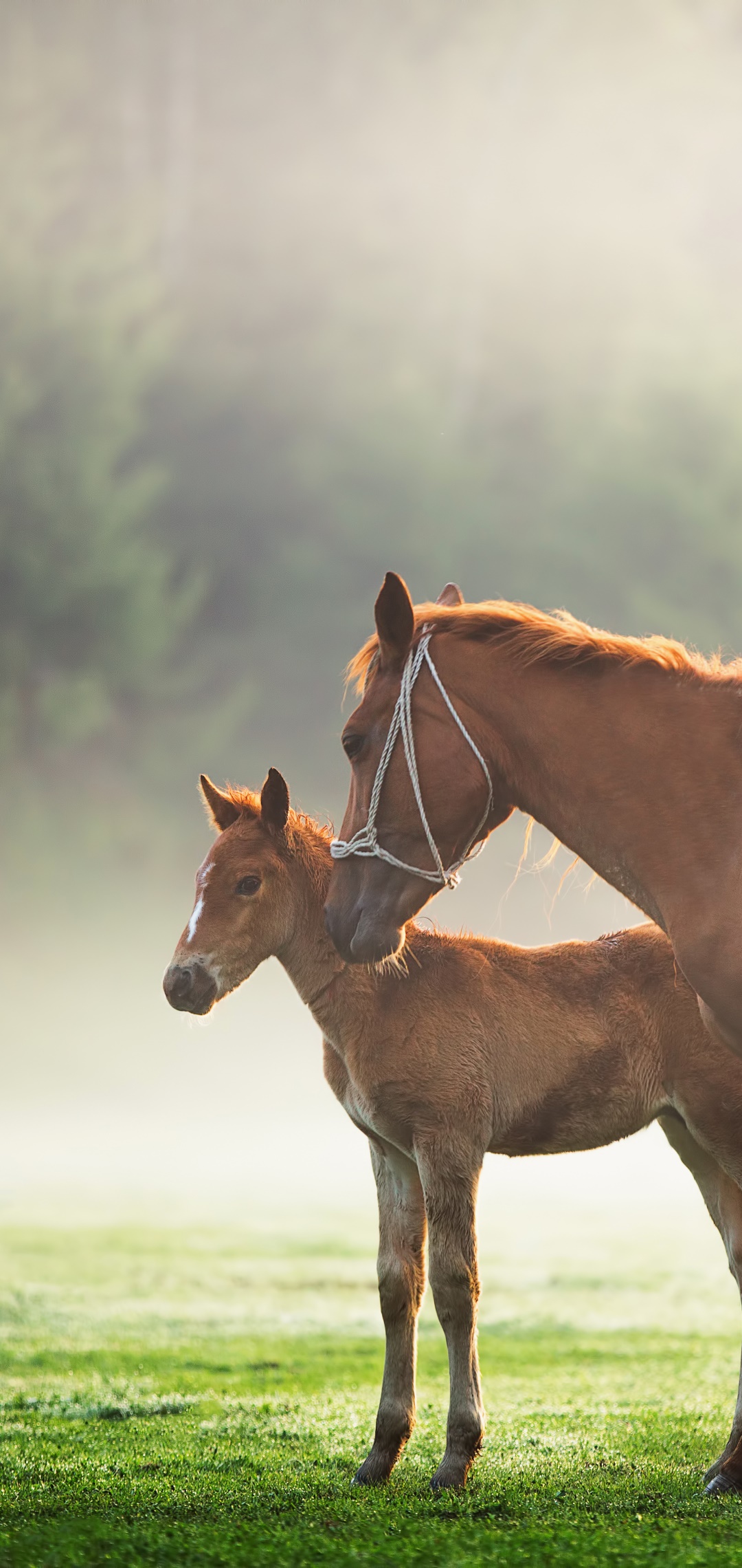 Animal Horse, Foal, Baby Animal, 1080x2280, Phone HD Wallpaper
