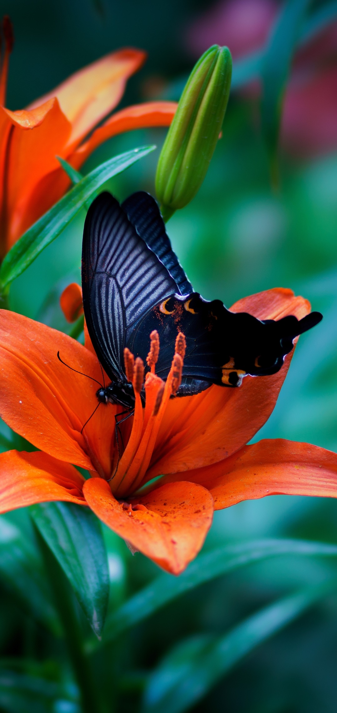 Animal Butterfly, Flower, Insect, Macro, Lily, Orange Flower, 1080x2280, Phone HD Wallpaper