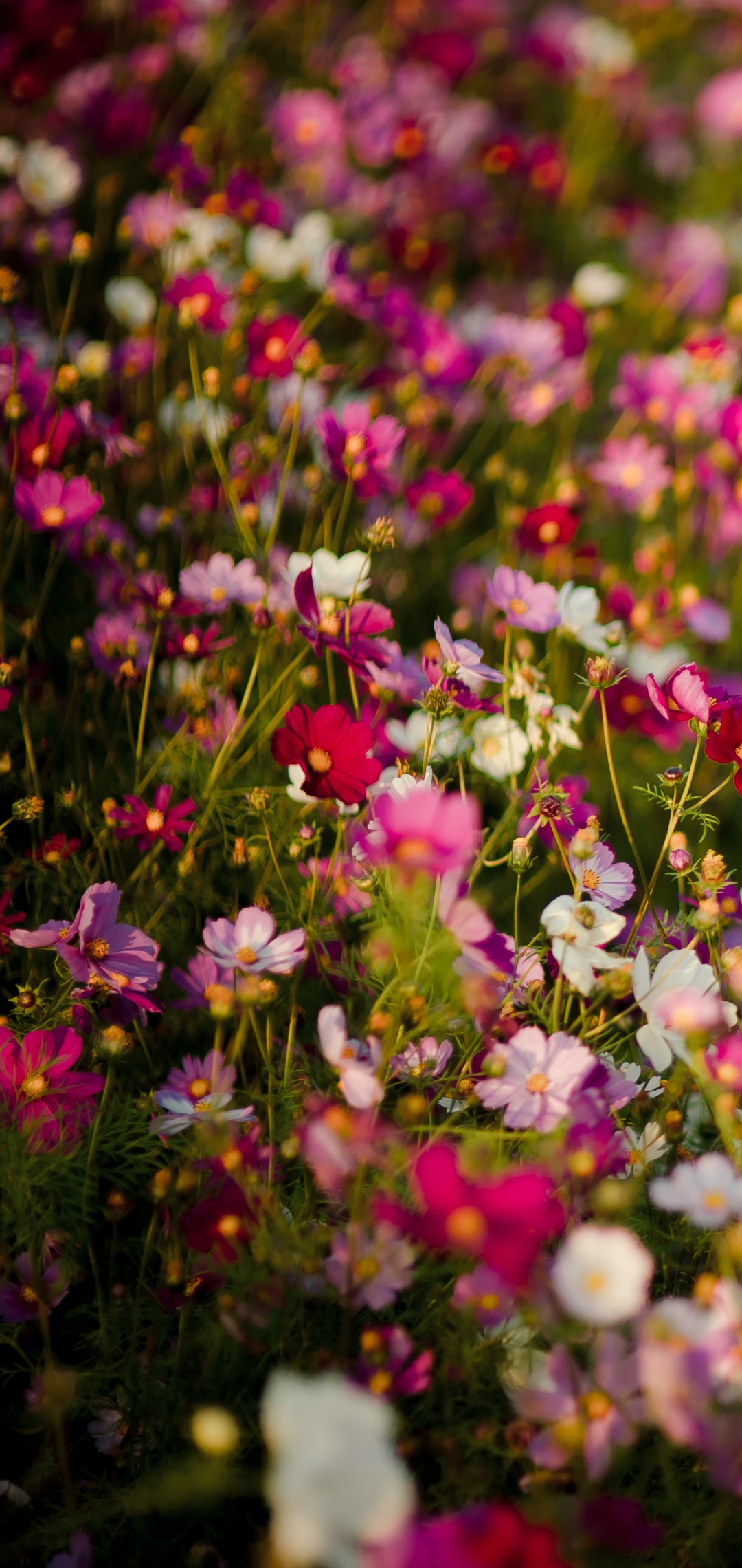 Earth Flower, Nature, White Flower, Red Flower, Pink Flower, Meadow, 1080x2280, Phone HD Wallpaper