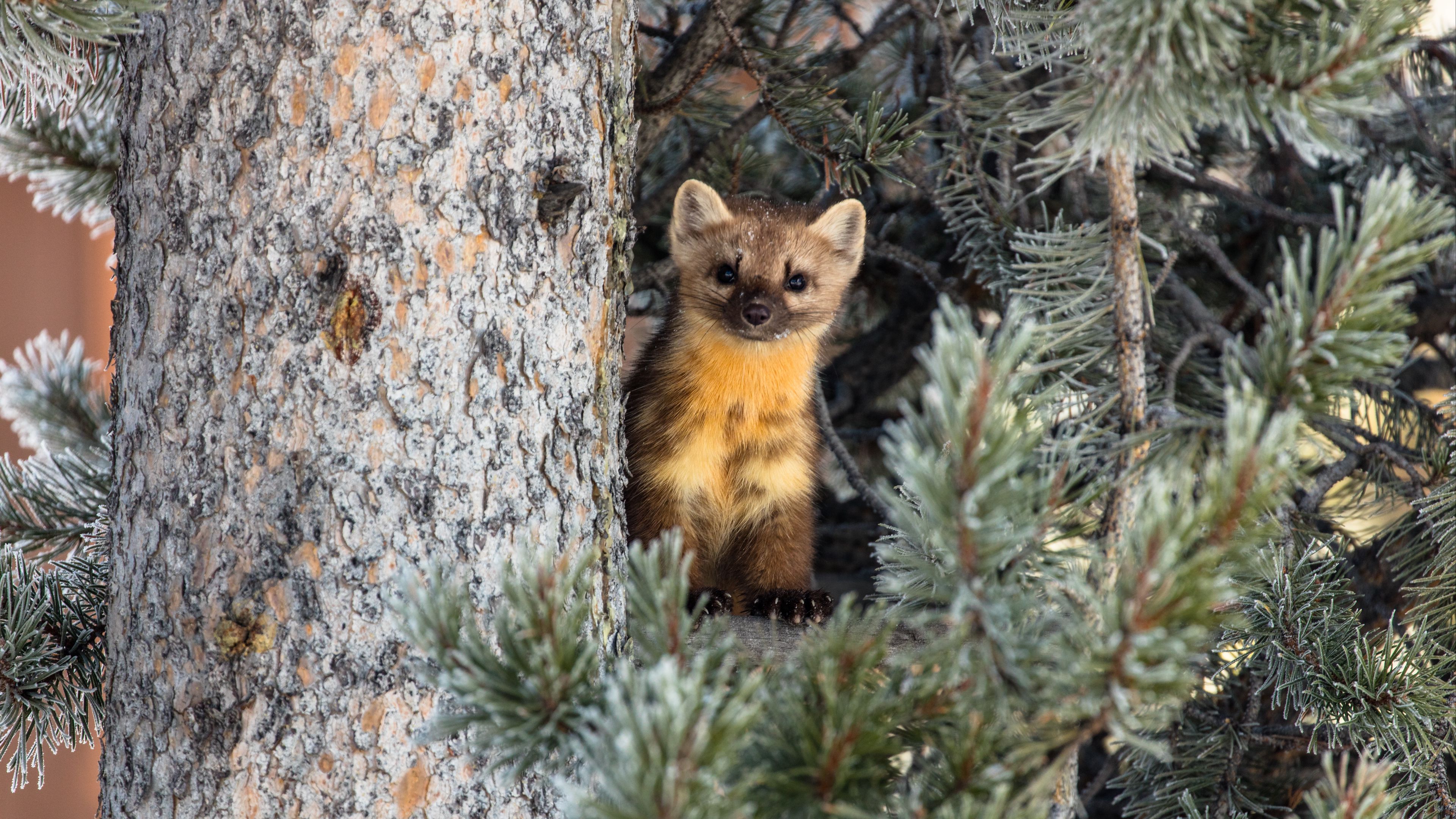weasel, animal, predator, cute, 4k, HD Wallpaper