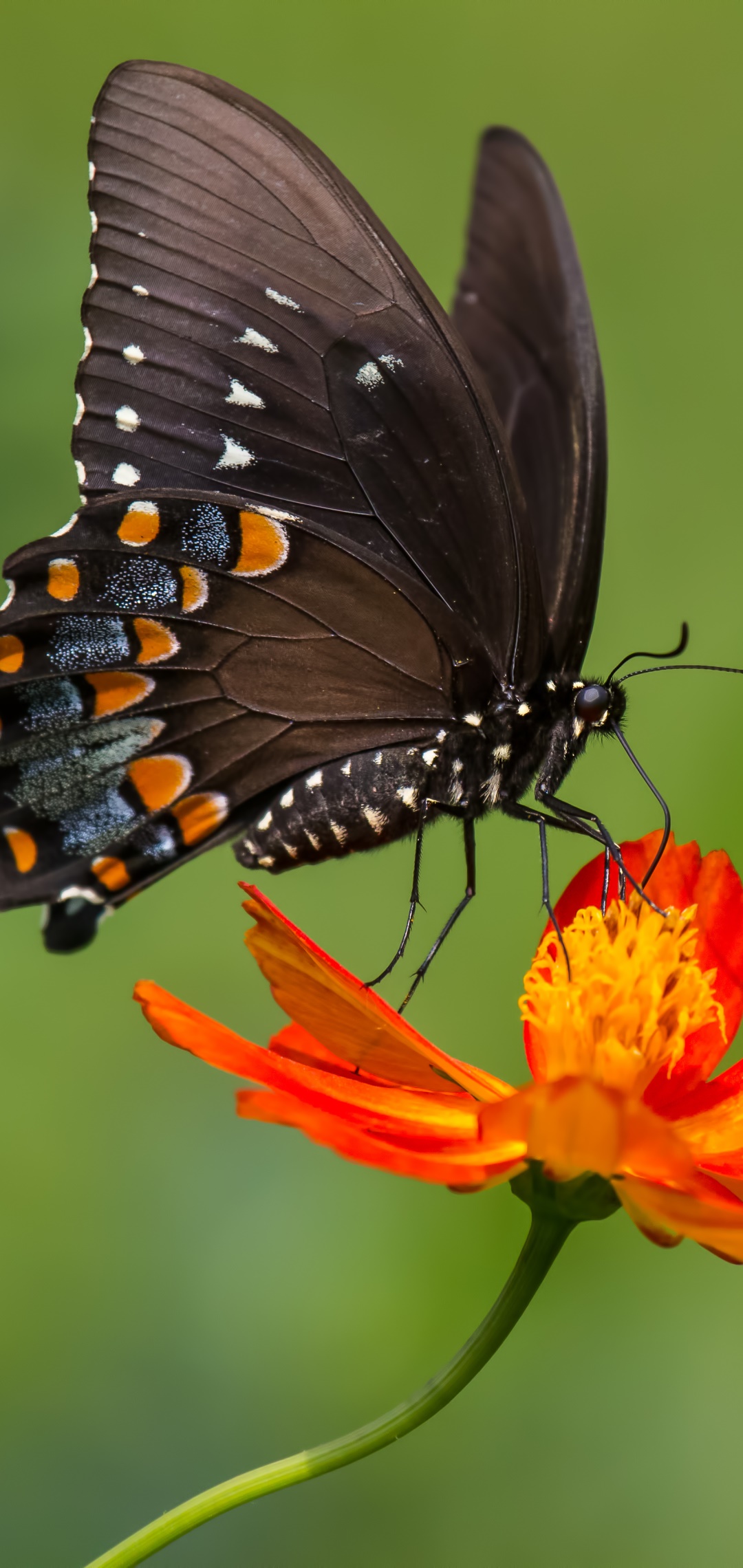 Animal Butterfly, Insect, Orange Flower, Close-up, 1080x2280, Phone HD Wallpaper