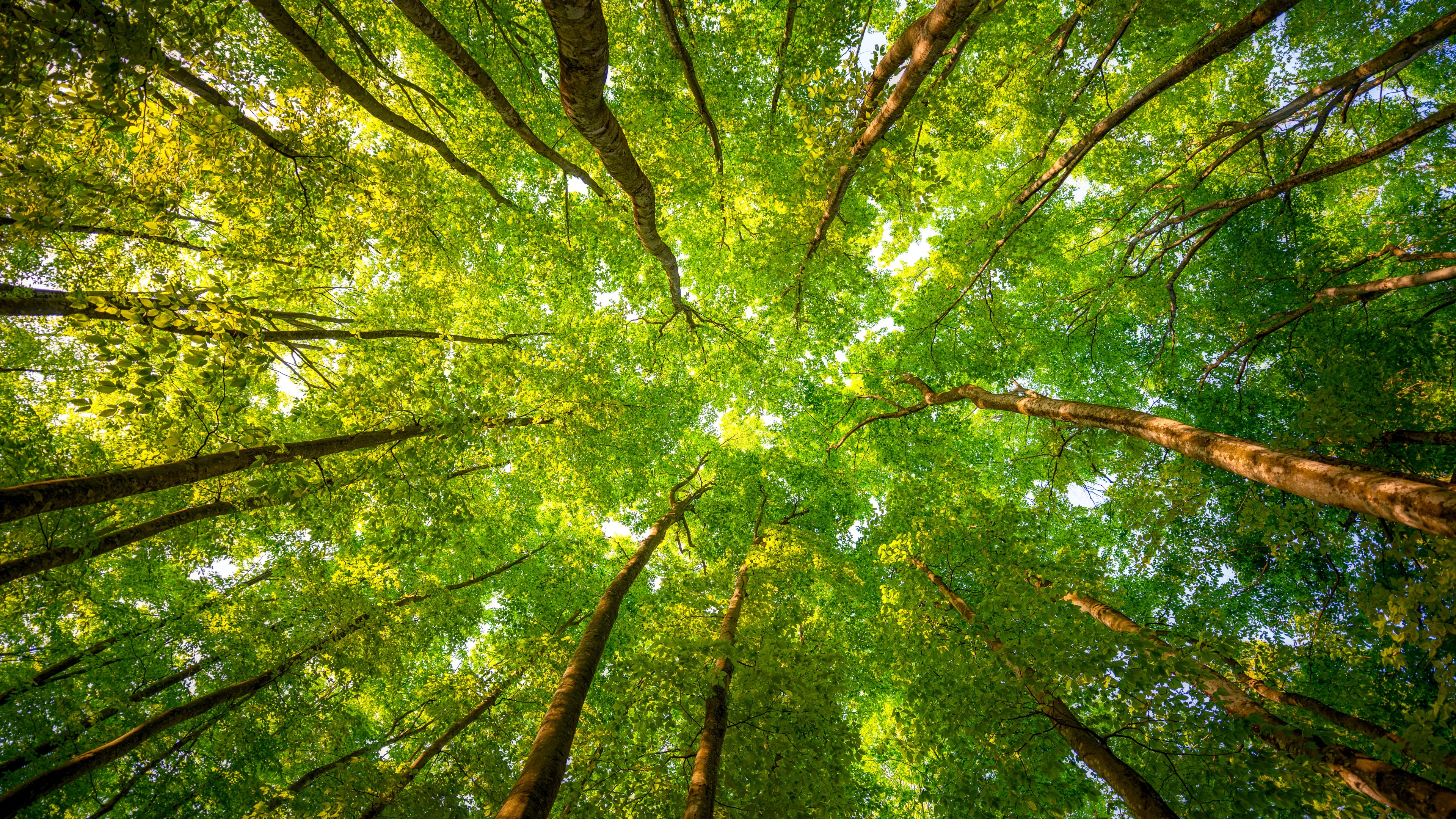 Trees, 4k, sunlight, leaves, forest, branches, HD Wallpaper