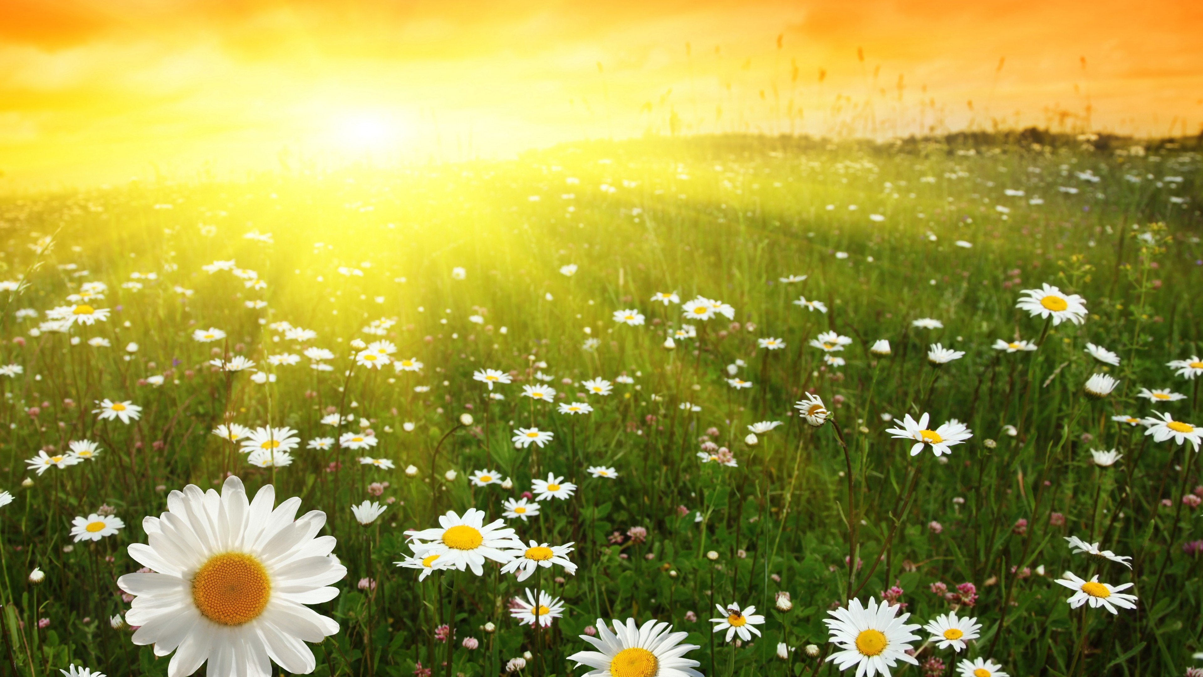Daisies, 4k, meadows, sunset, HD Wallpaper