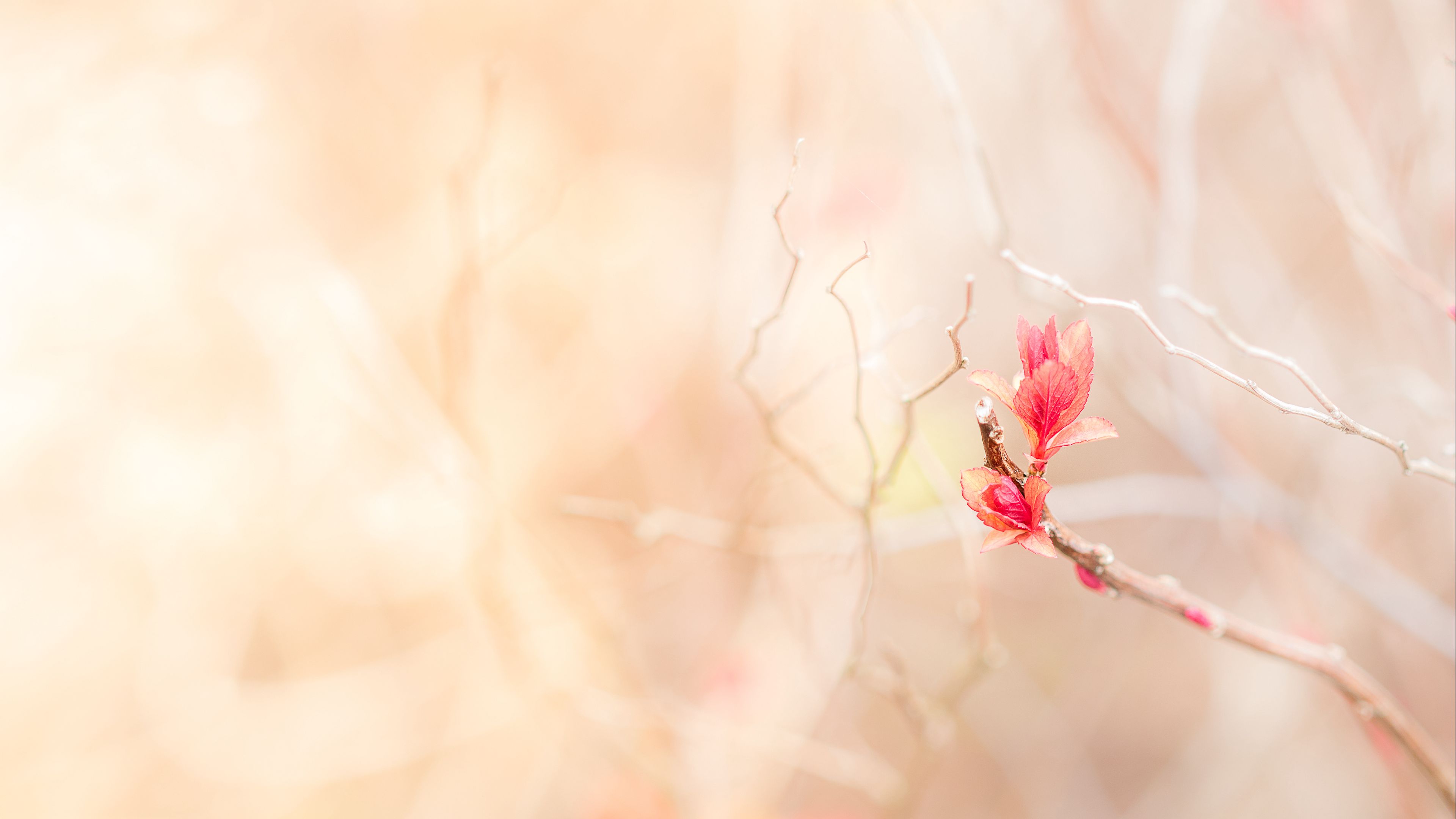 branch, leaves, pink, delicate, 4k, HD Wallpaper
