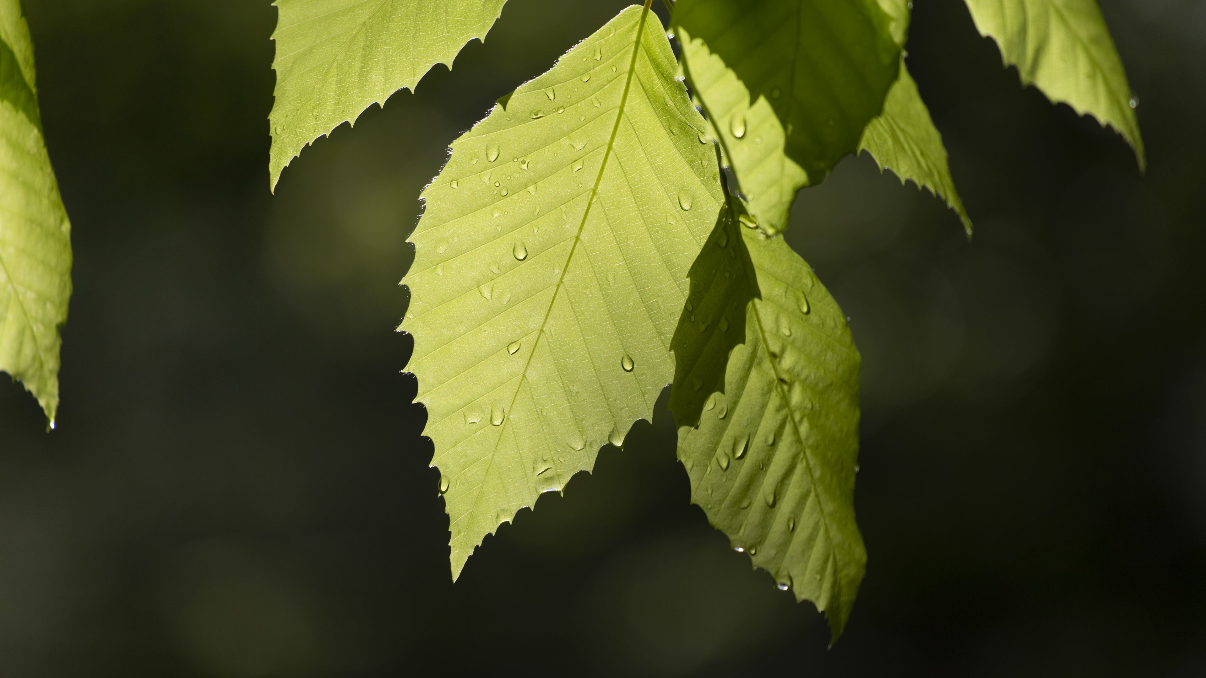 leaf, drops, branch, macro, 4k, HD Wallpaper