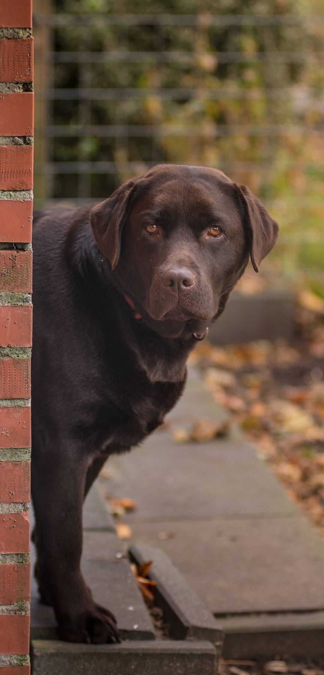 Animal Labrador Retriever, Dog, 1080x2246, Phone HD Wallpaper
