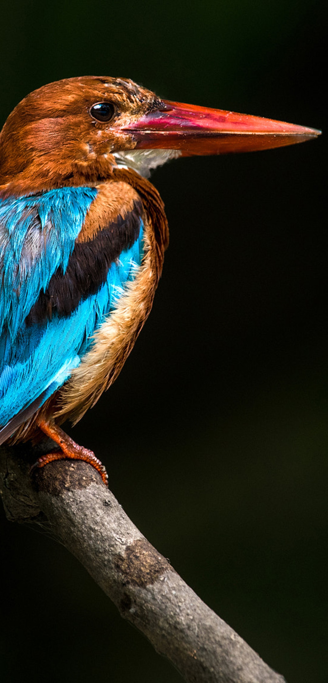 Animal Kingfisher, Bird, 1080x2246, Phone HD Wallpaper