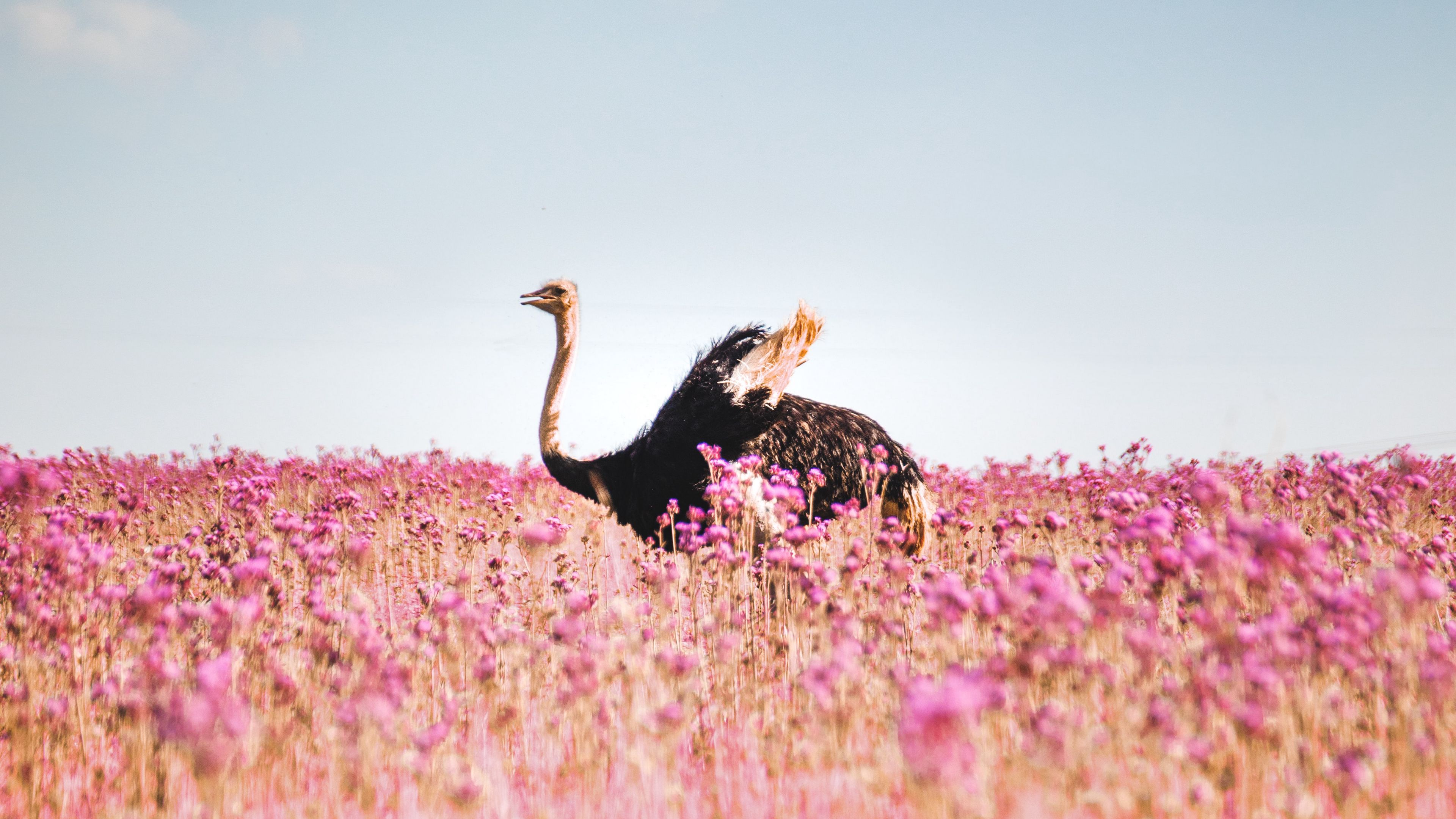 ostrich, flowers, bird, field, 4k, HD Wallpaper