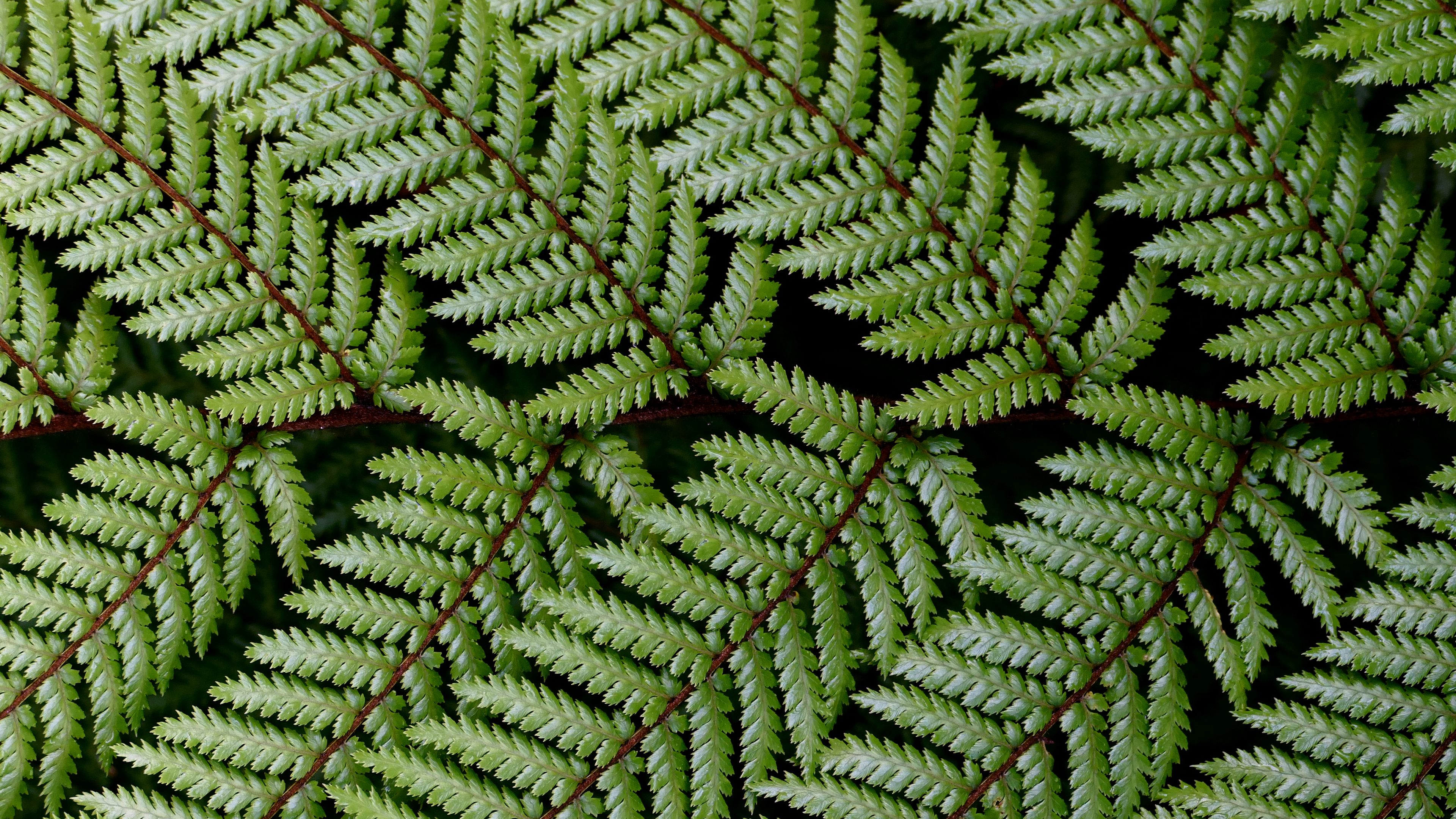 leaves, branch, fern, green, 4k, HD Wallpaper