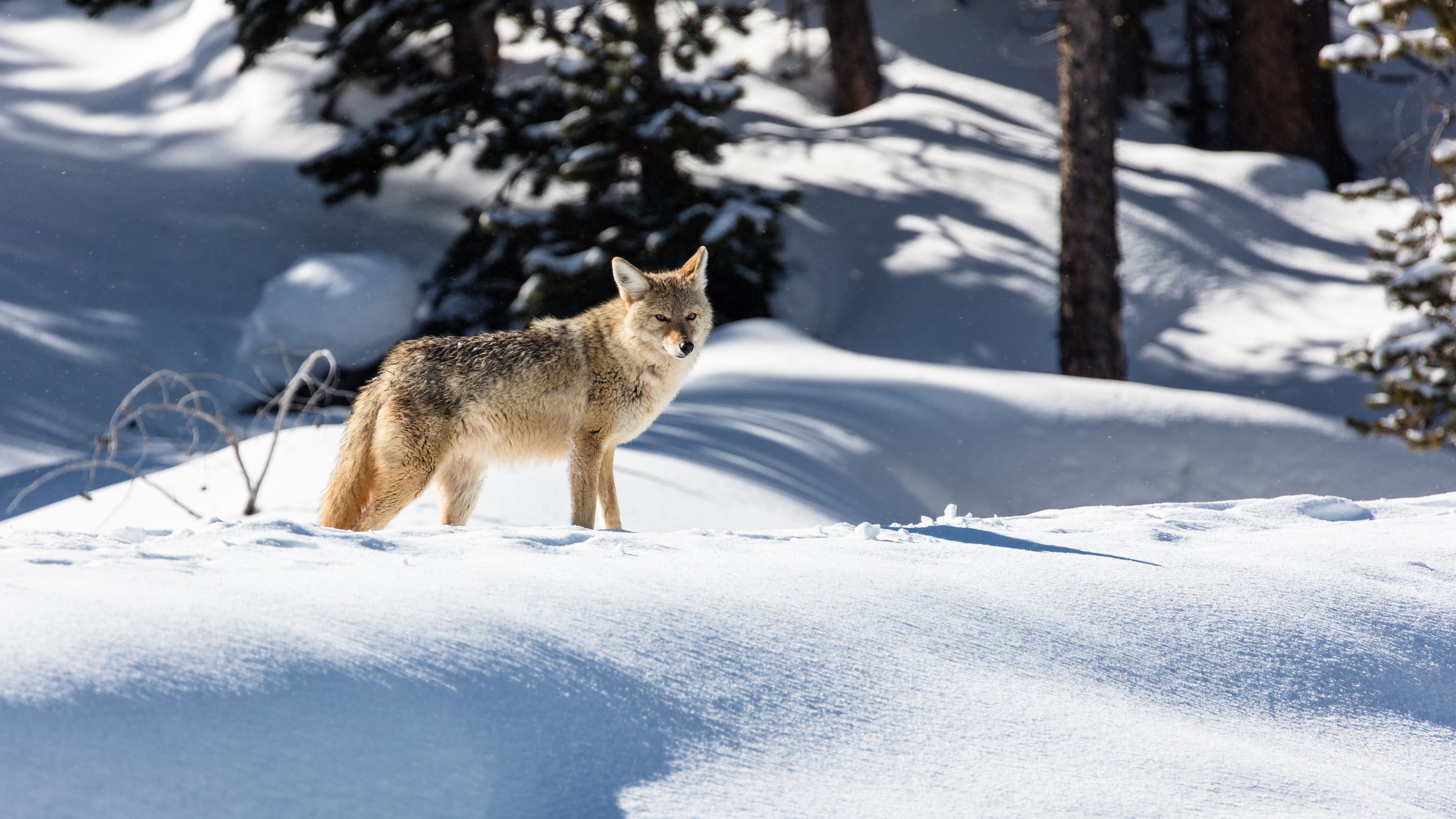 wolf, predator, gray, snow, 4k, HD Wallpaper