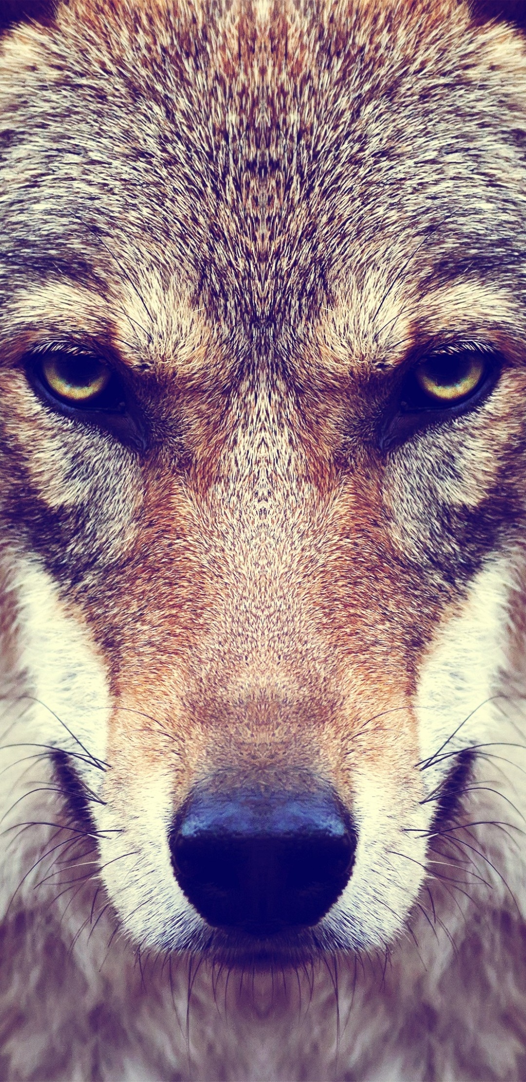 Animal Wolf, Stare, Muzzle, Face, 1080x2220, Phone HD Wallpaper