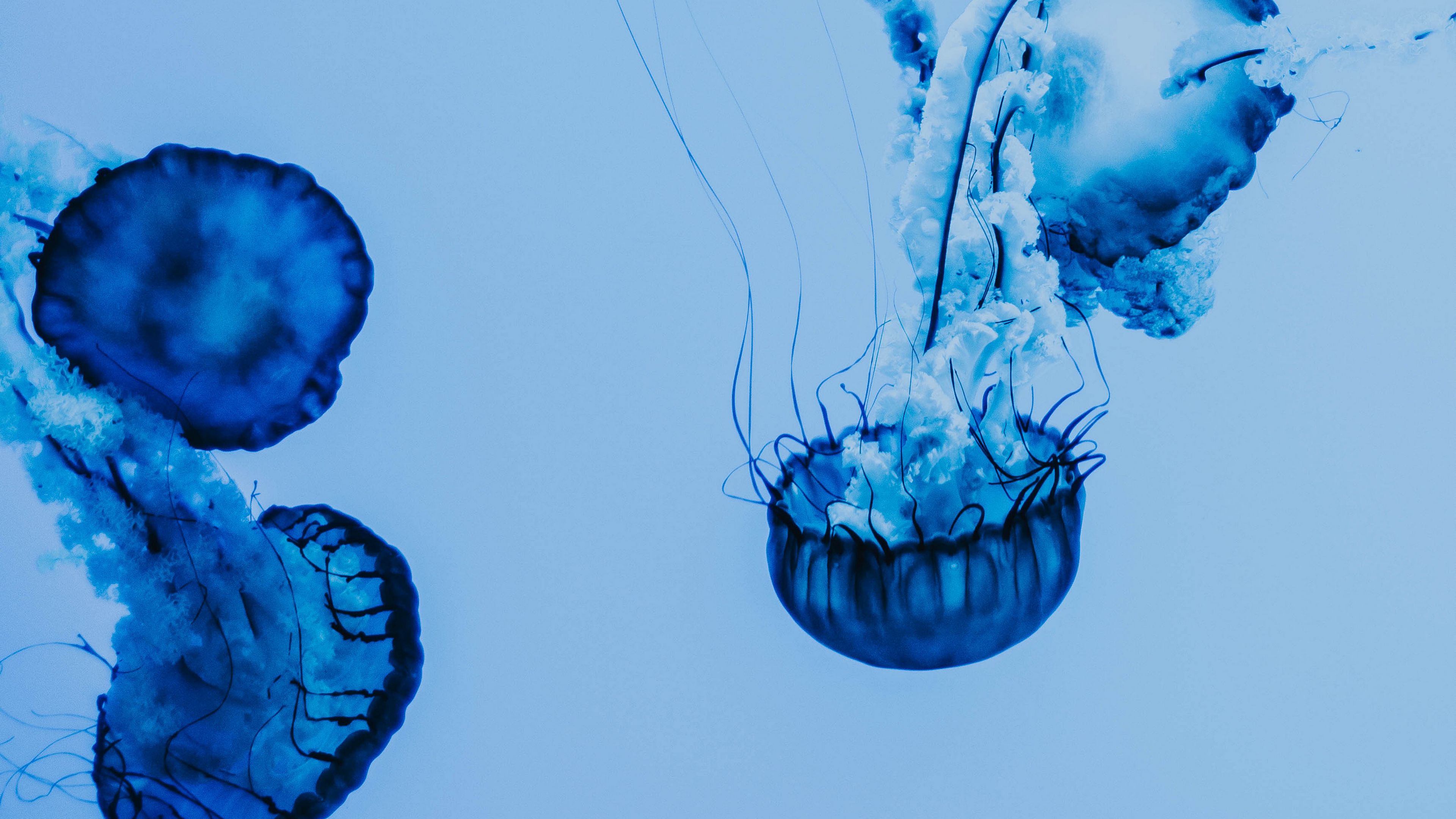 jellyfish, underwater, blue, tentacles, 4k, HD Wallpaper