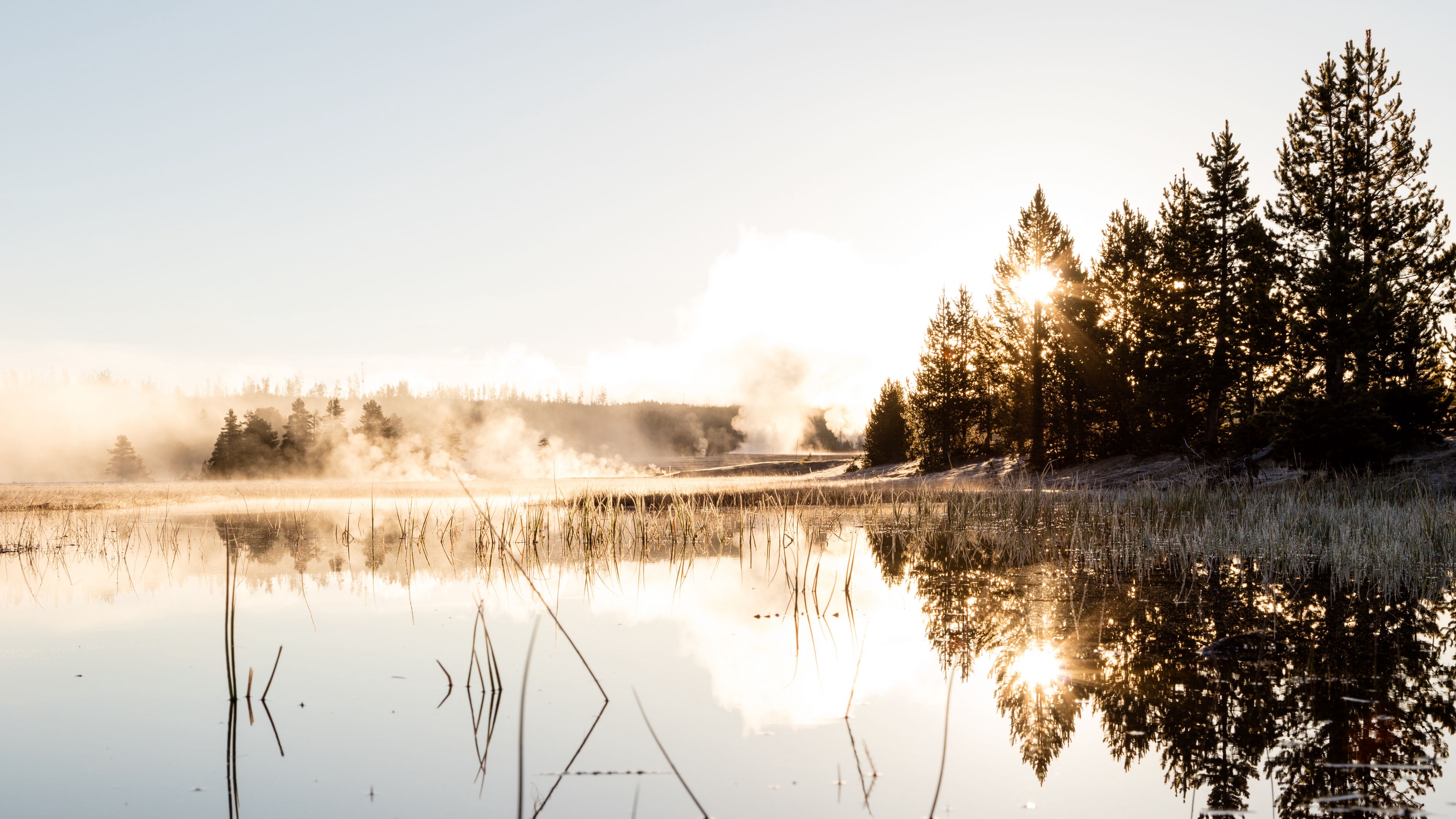 spruce, reflection, fog, grass, 4k, HD Wallpaper