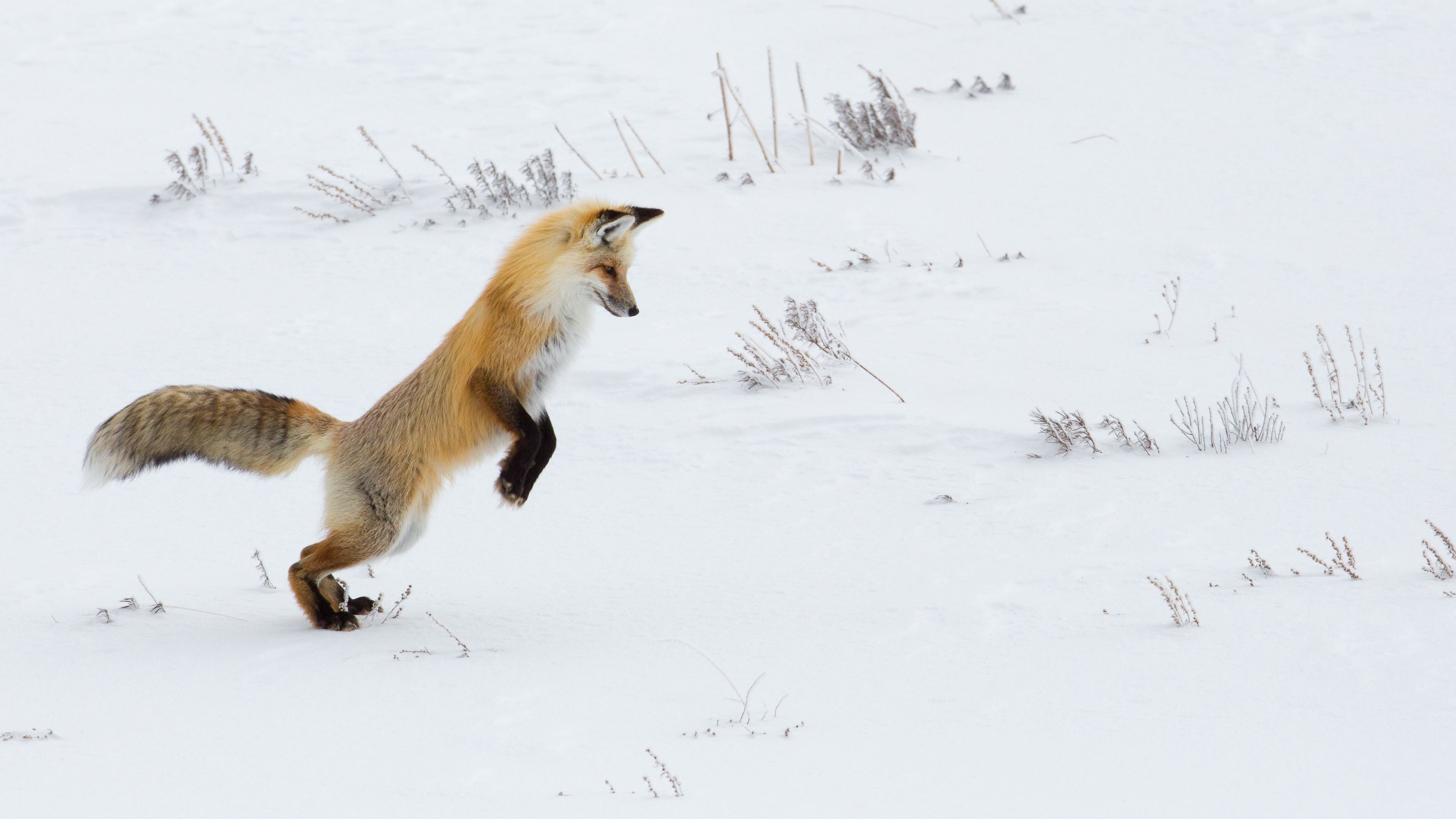 fox, funny, predator, snow, 4k, HD Wallpaper