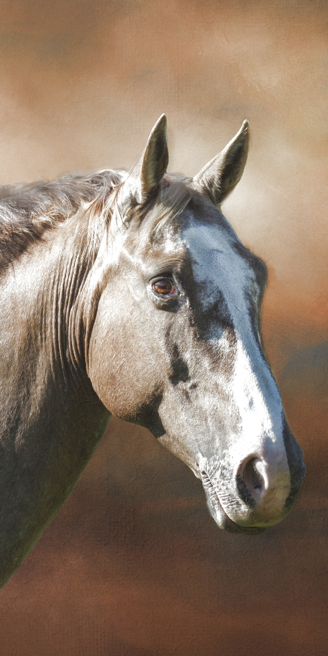 Animal Horse, 1080x2160, Phone HD Wallpaper