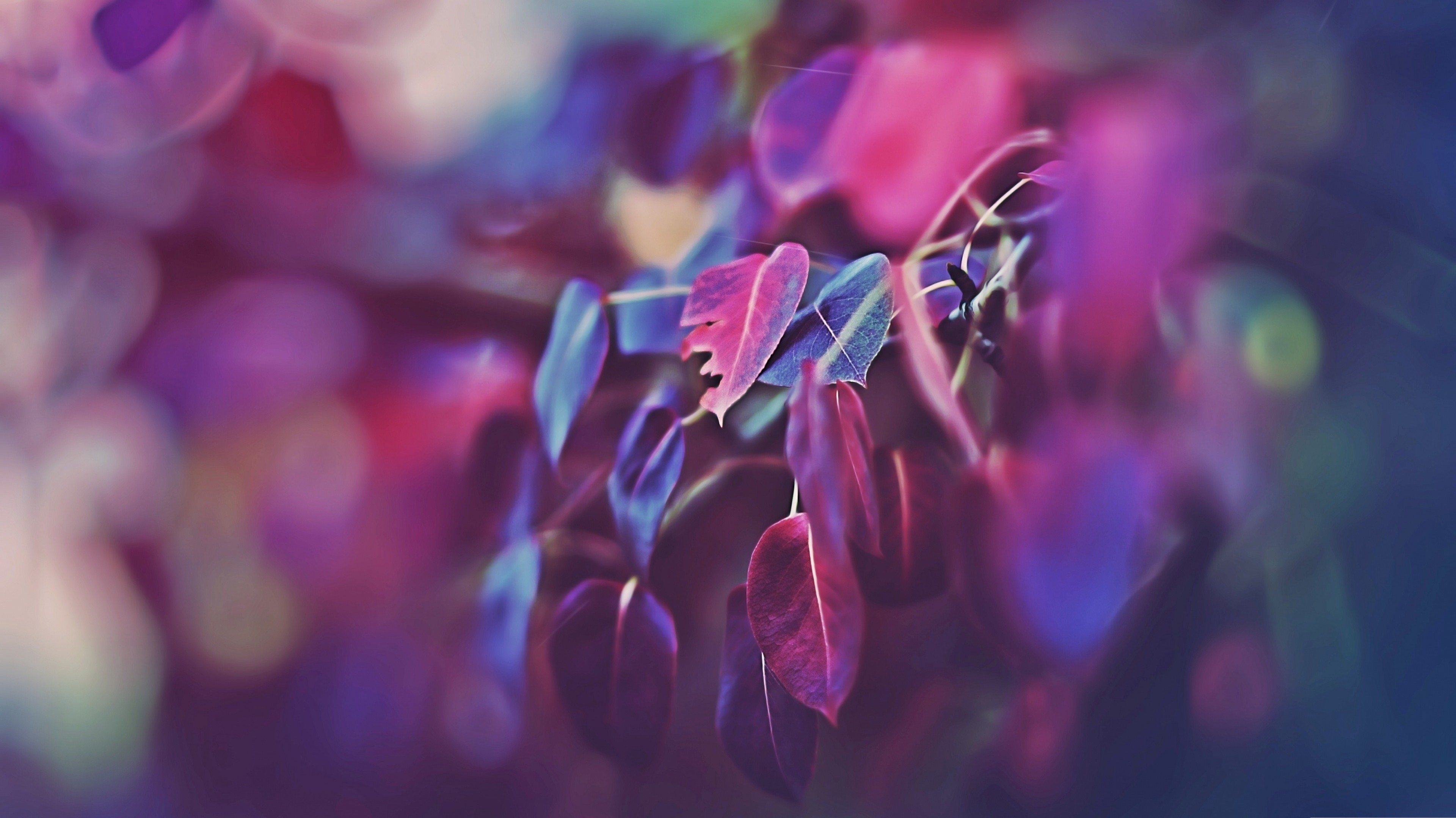 Leaves, 4K, macro, purple, HD Wallpaper